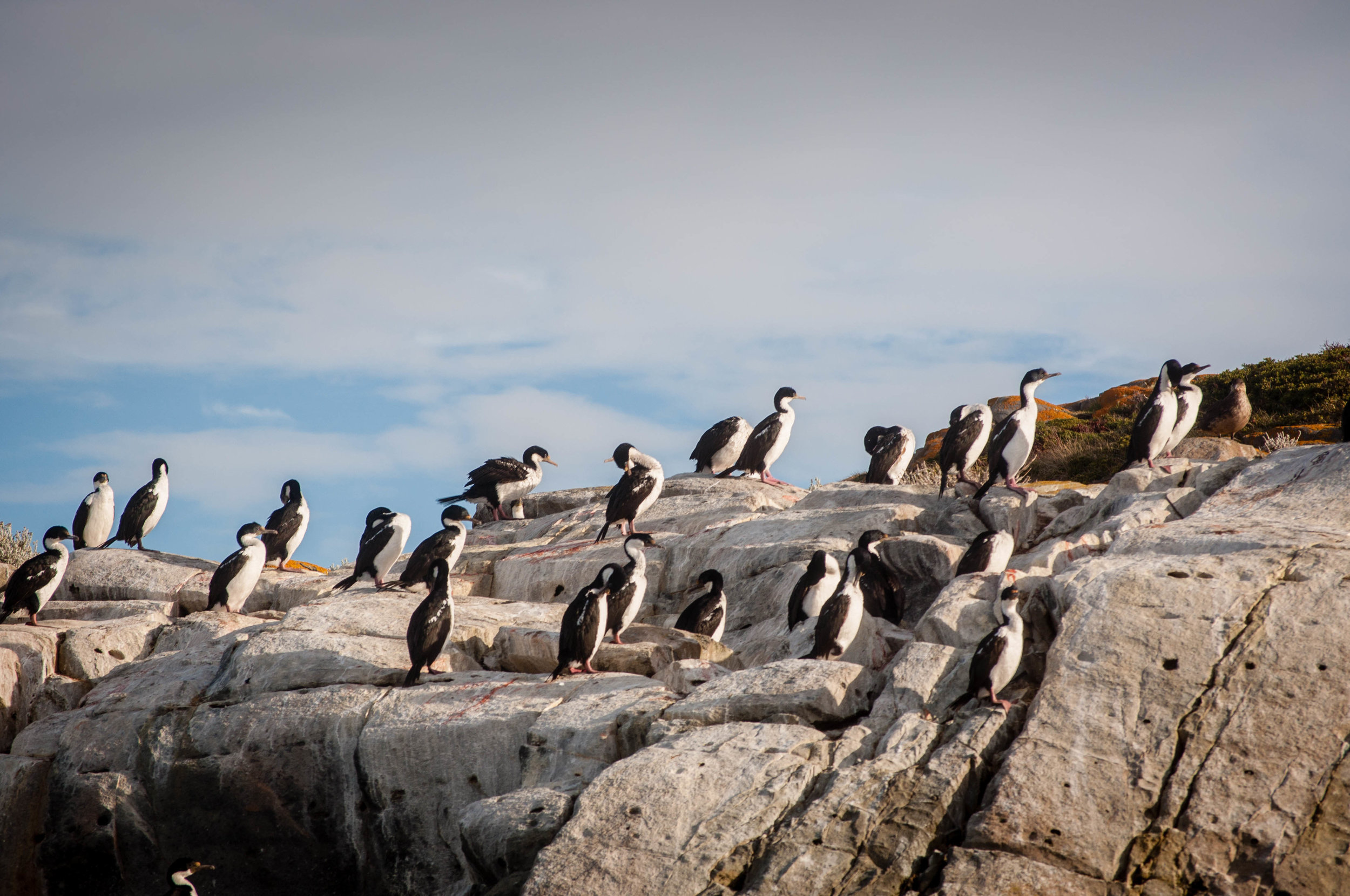 Isla Pajaros