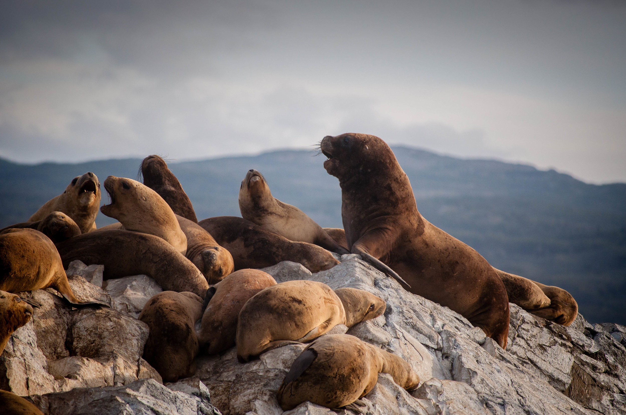 Sea lions in Ushuaia