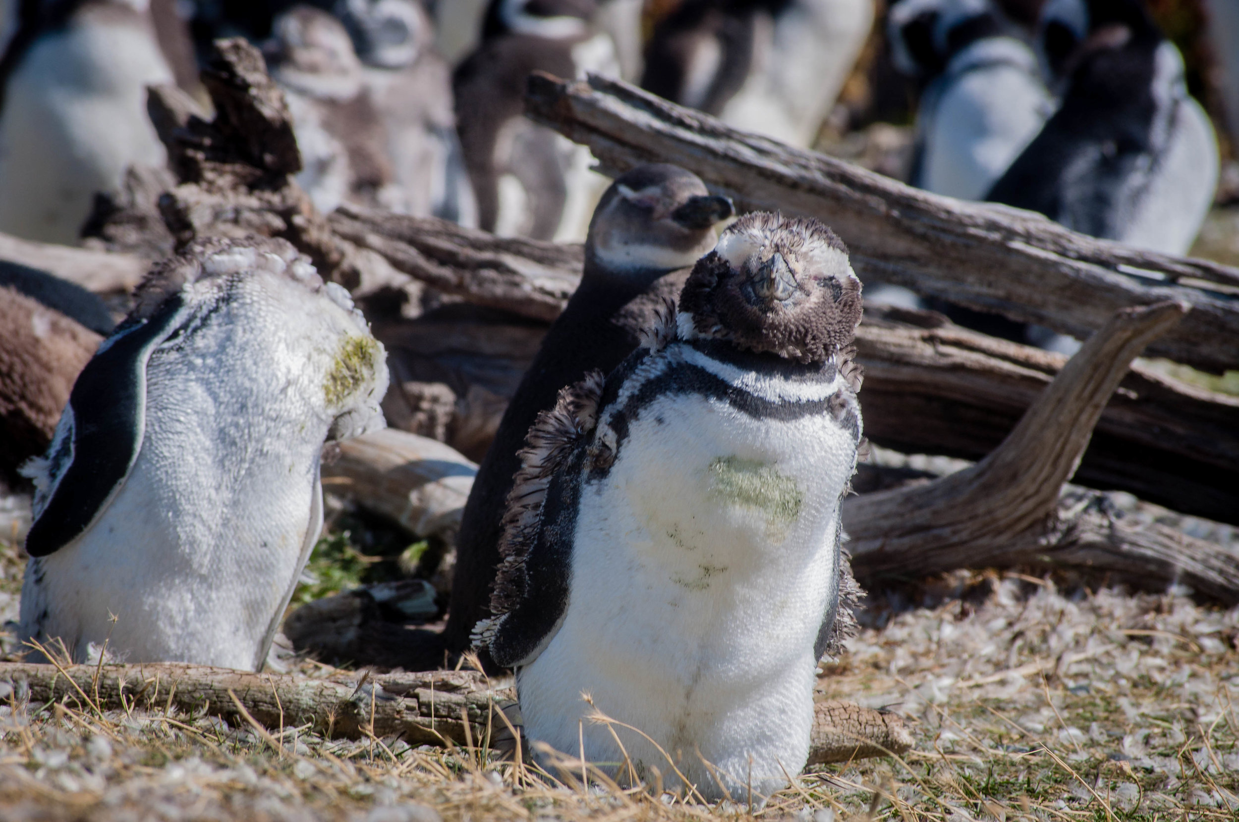 Ushuaia penguins