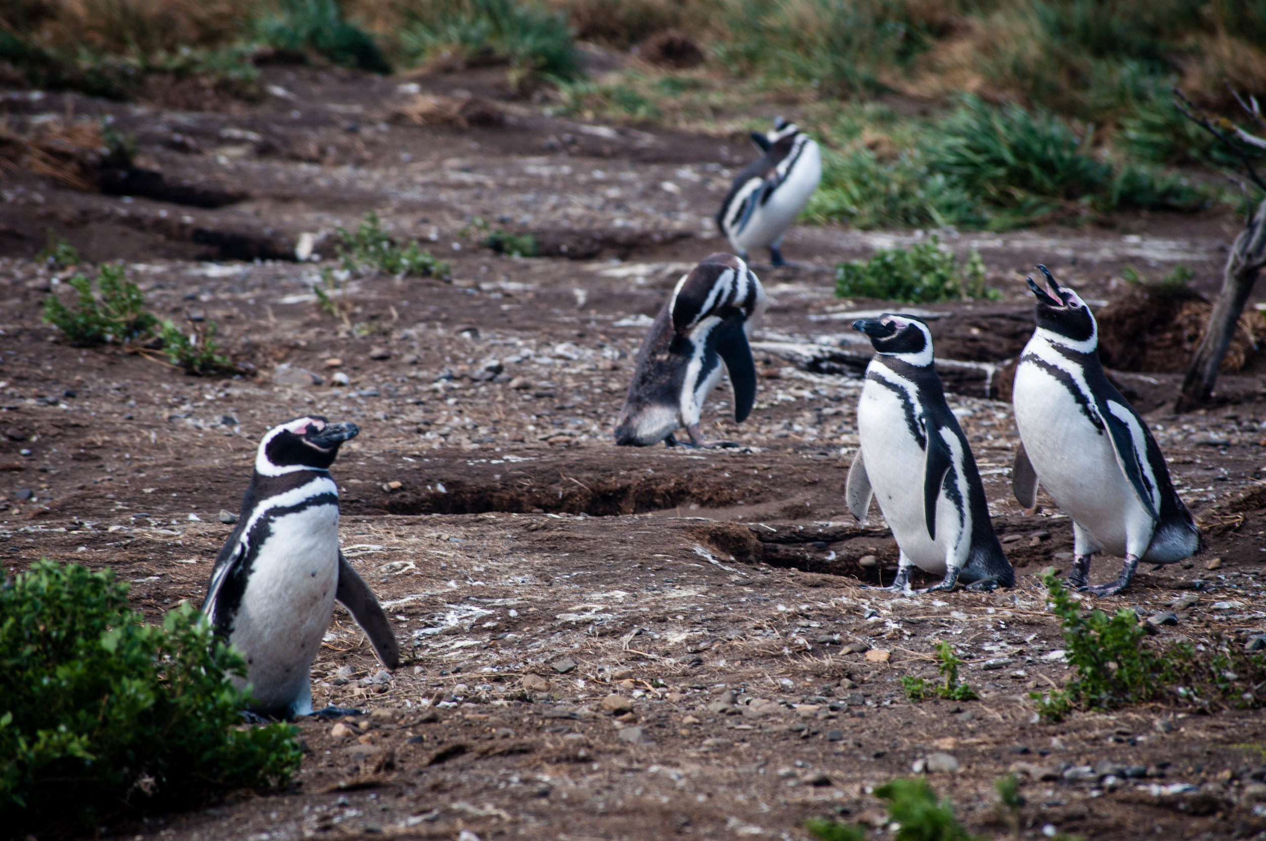 Ushuaia penguins