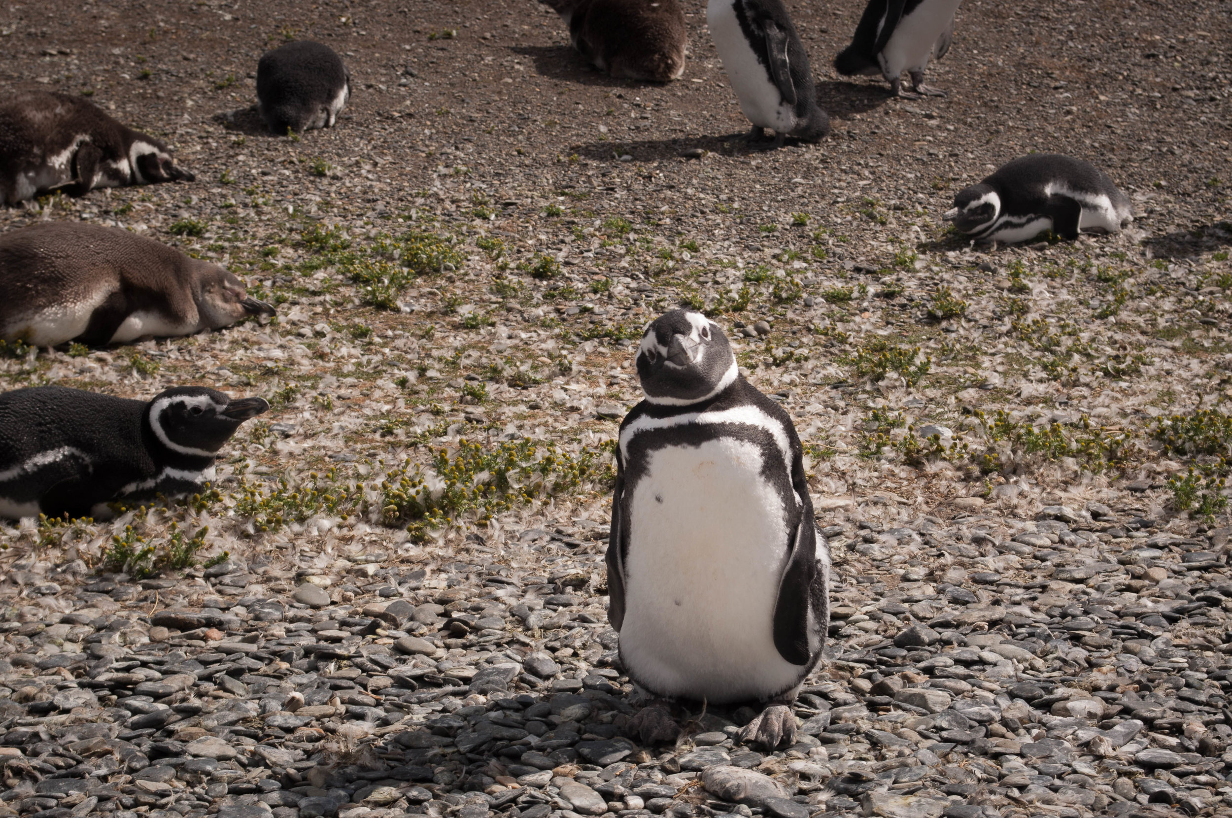 Walk among penguins.  Best things to do in Ushuaia