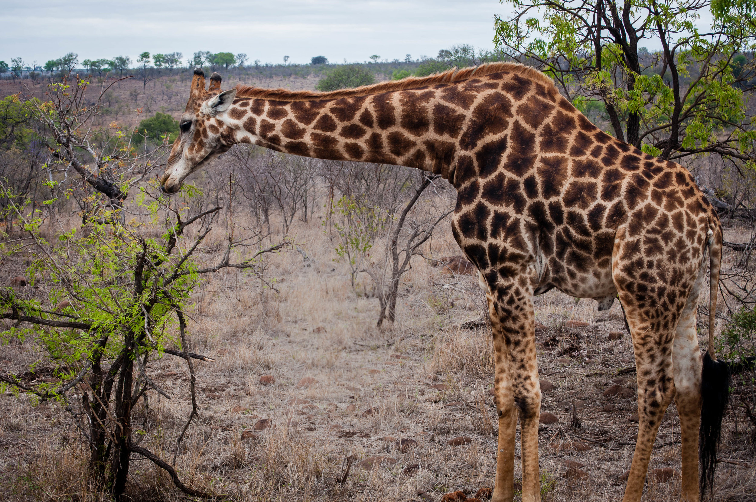 Giraffes at Kruger park. safari planner