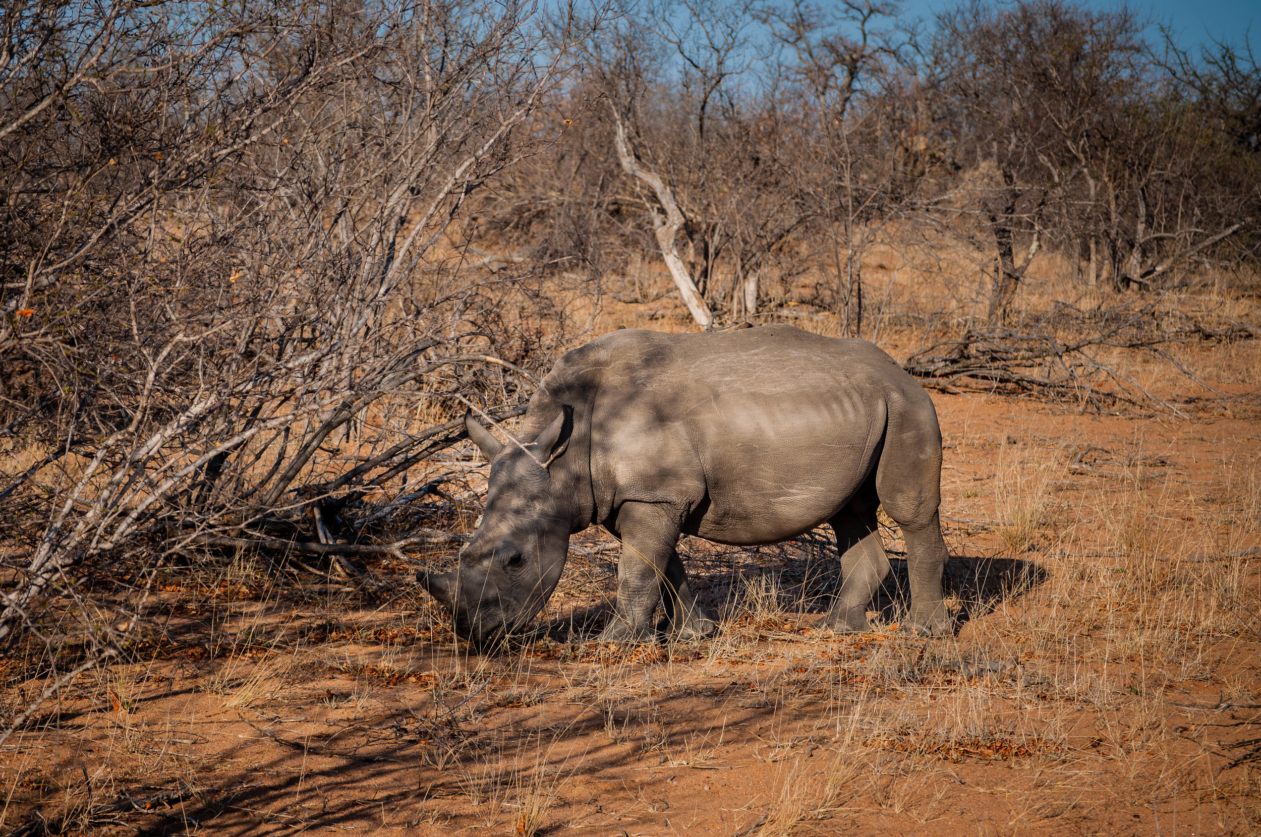 Rhinos at Kruger park. safari planner