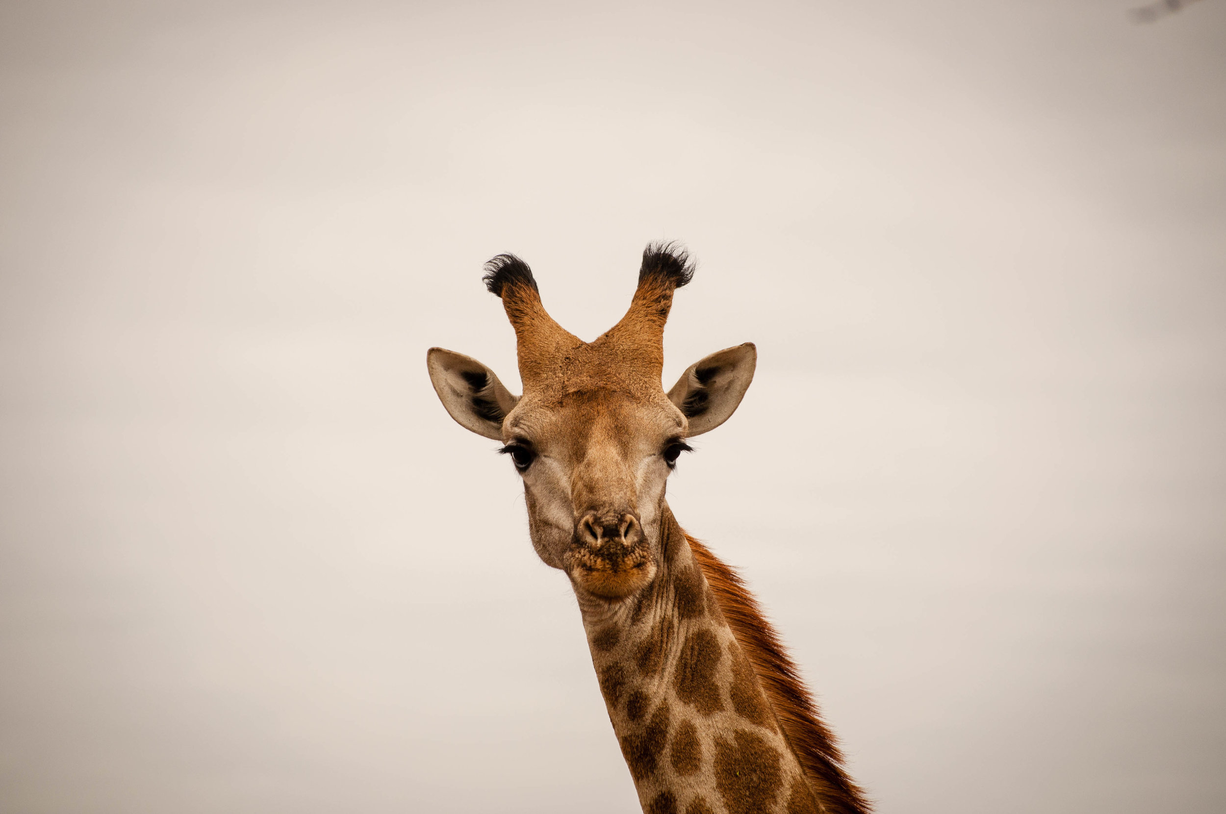 Giraffe at Kruger park. safari planner