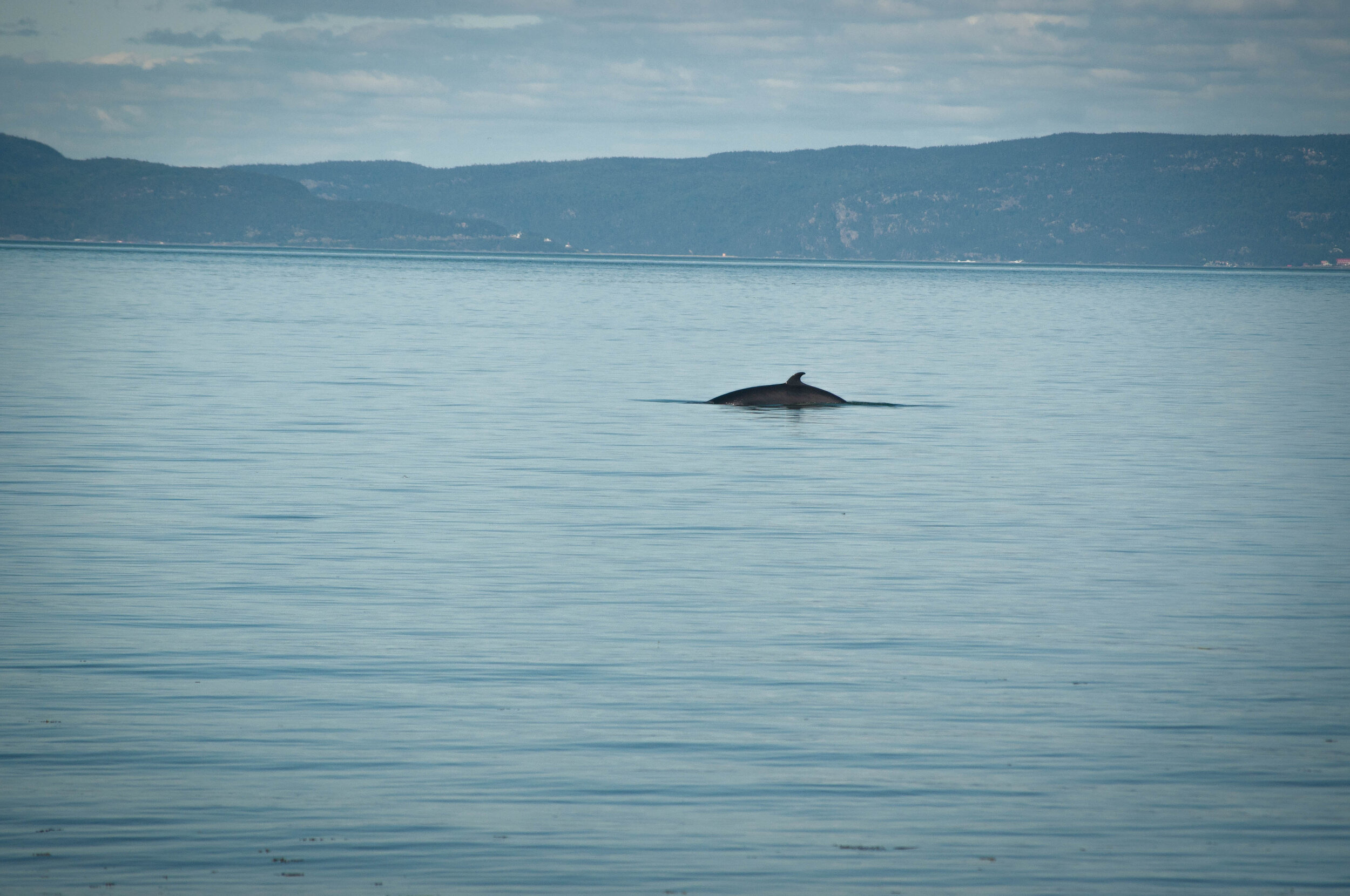 Whale in the Saint-Lawrence river near Ile Verte