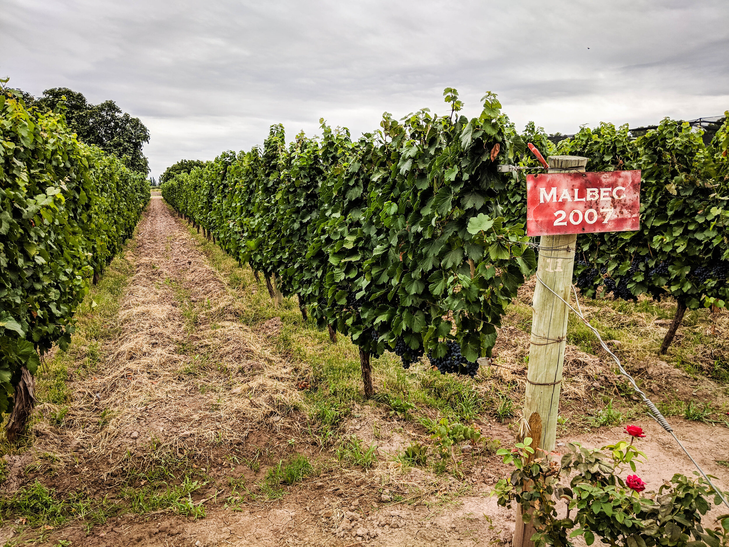 Vineyard in Mendoza