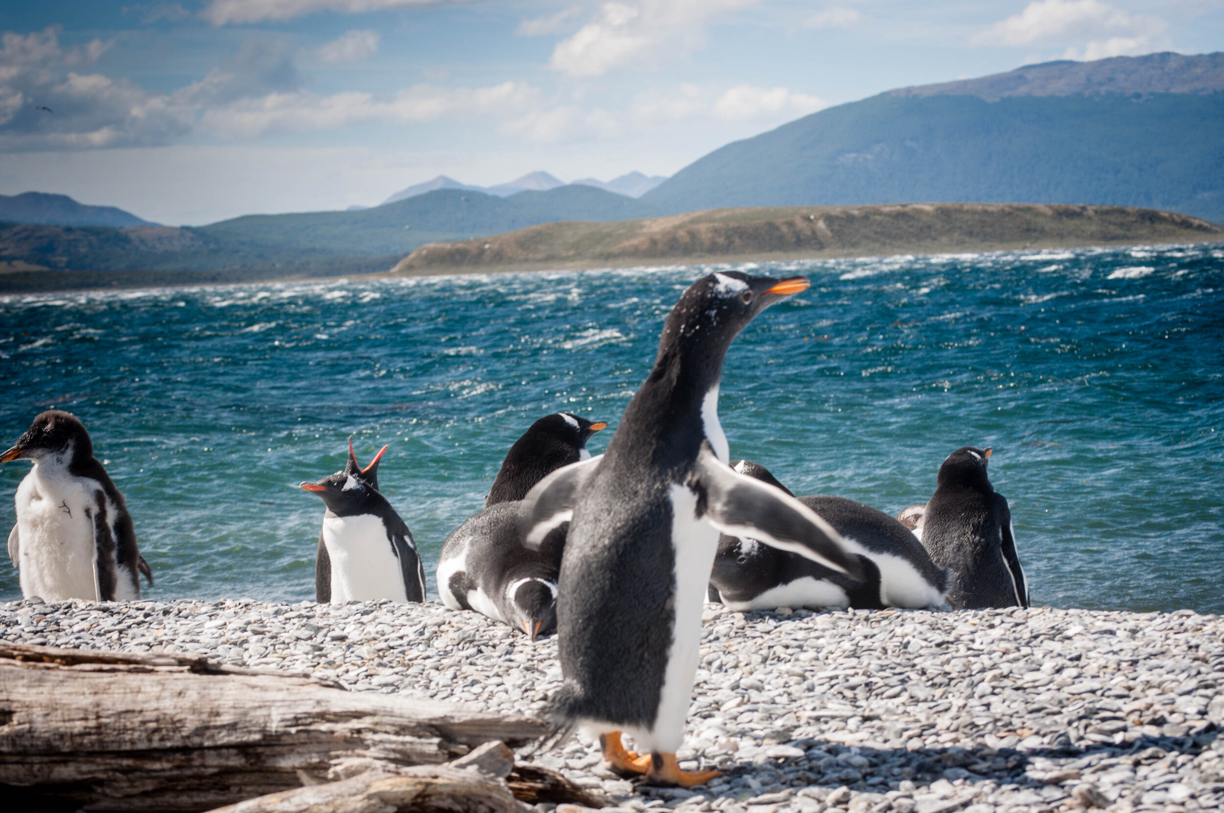 Penguin in Ushuaia - 2 weeks in Argentina