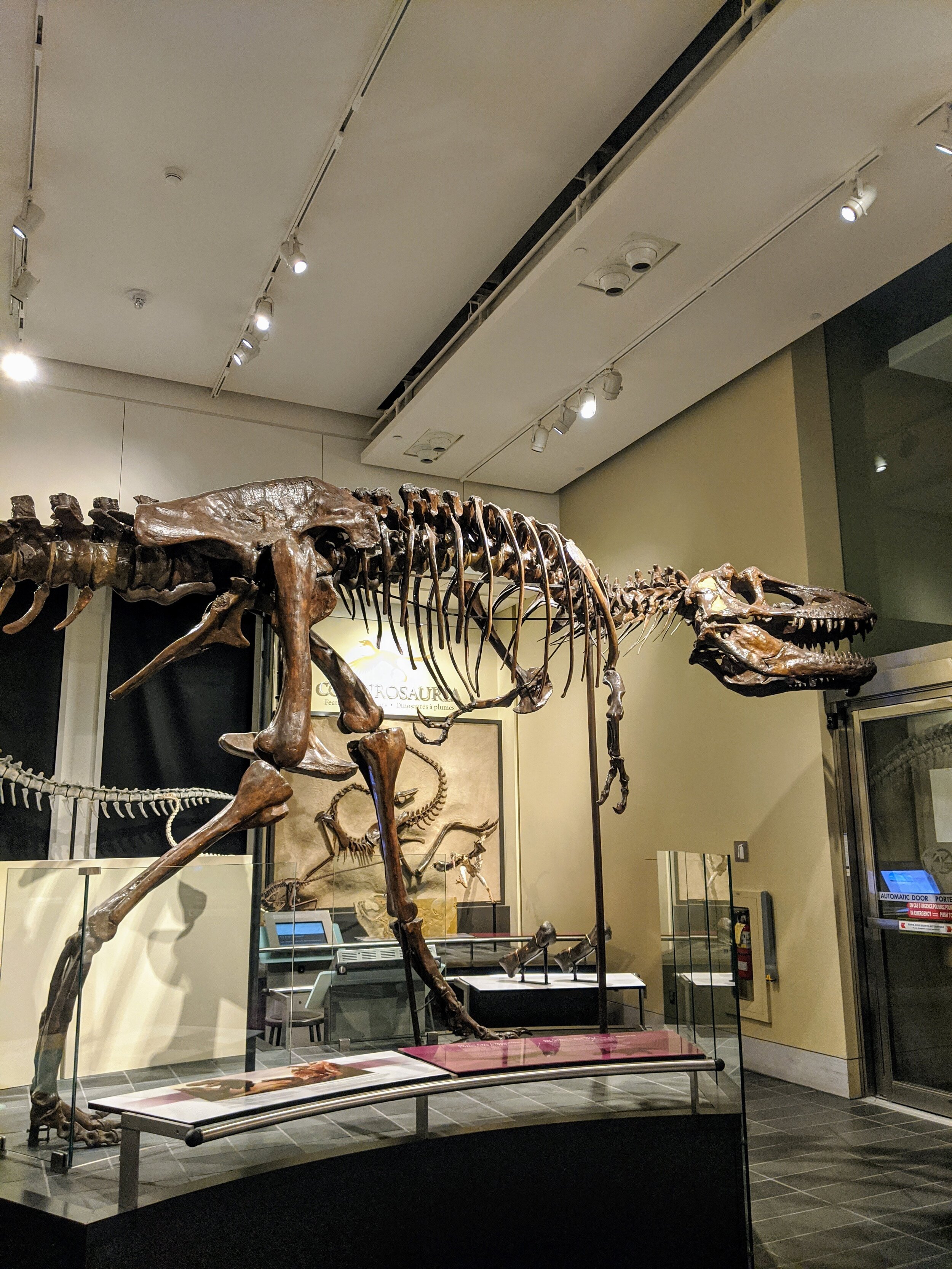 T-rex bones at the Natural museum in Ottawa
