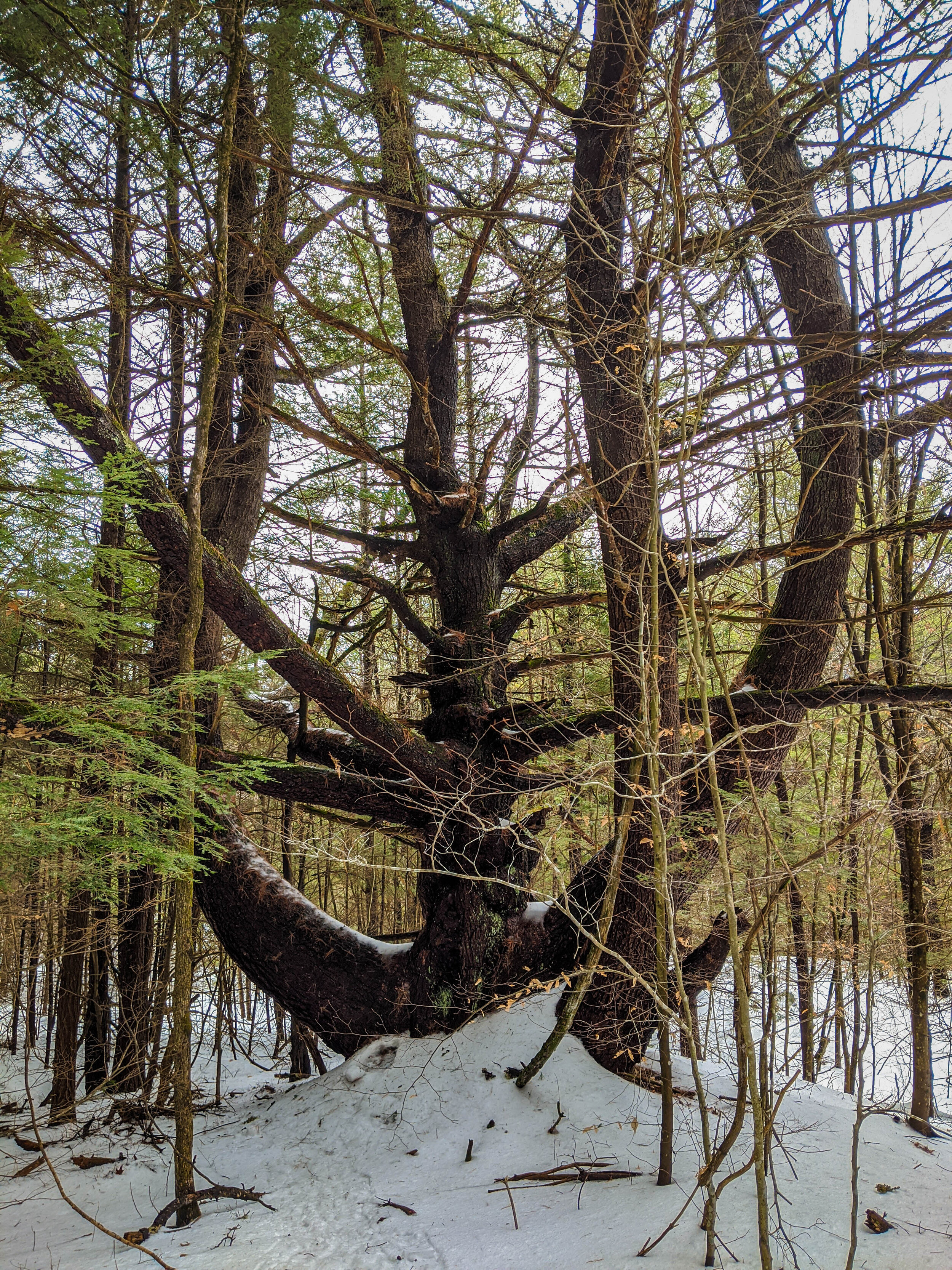 Ancestral tree in Quechee