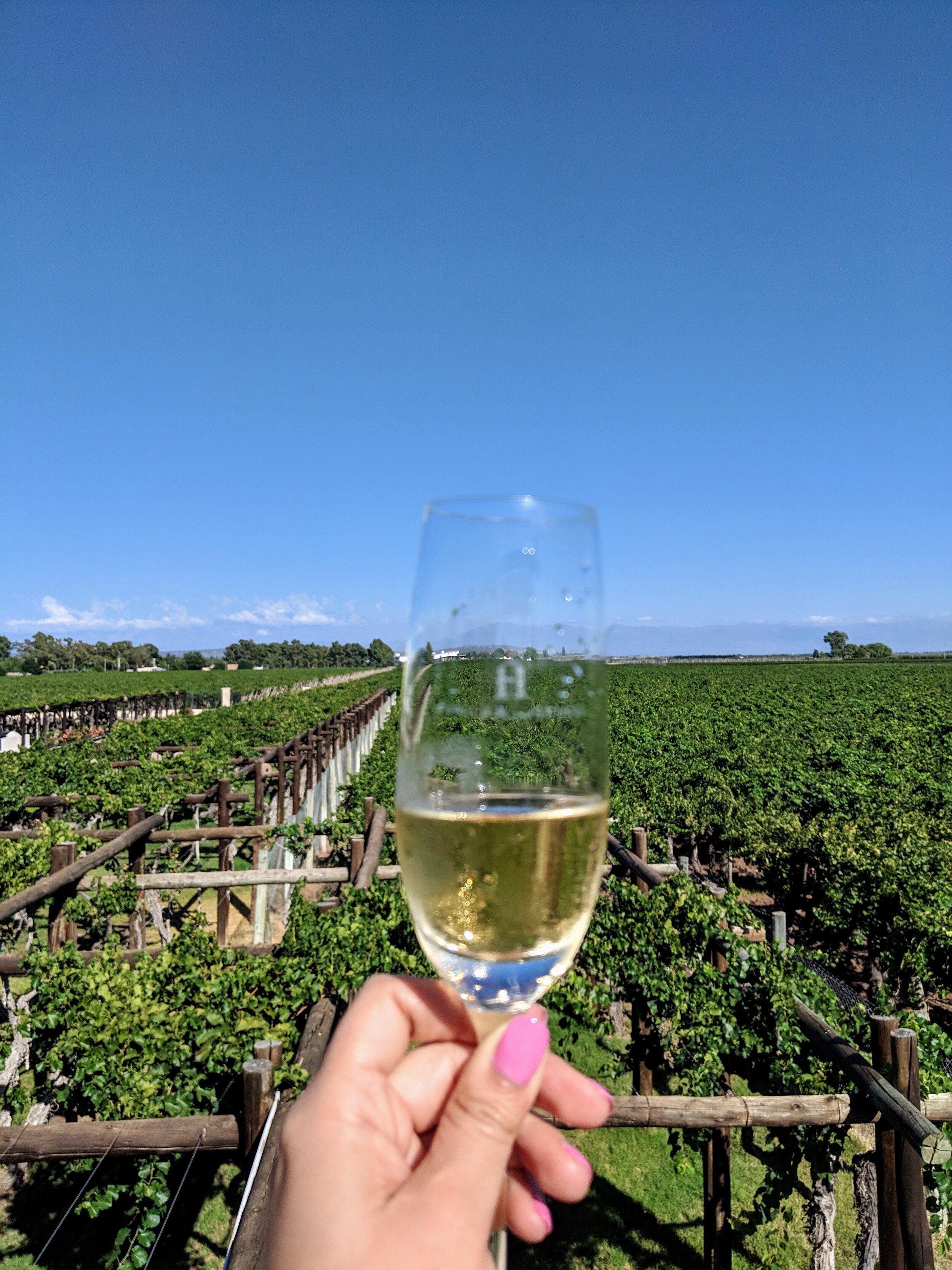Finca Angostina vineyard in Mendoza