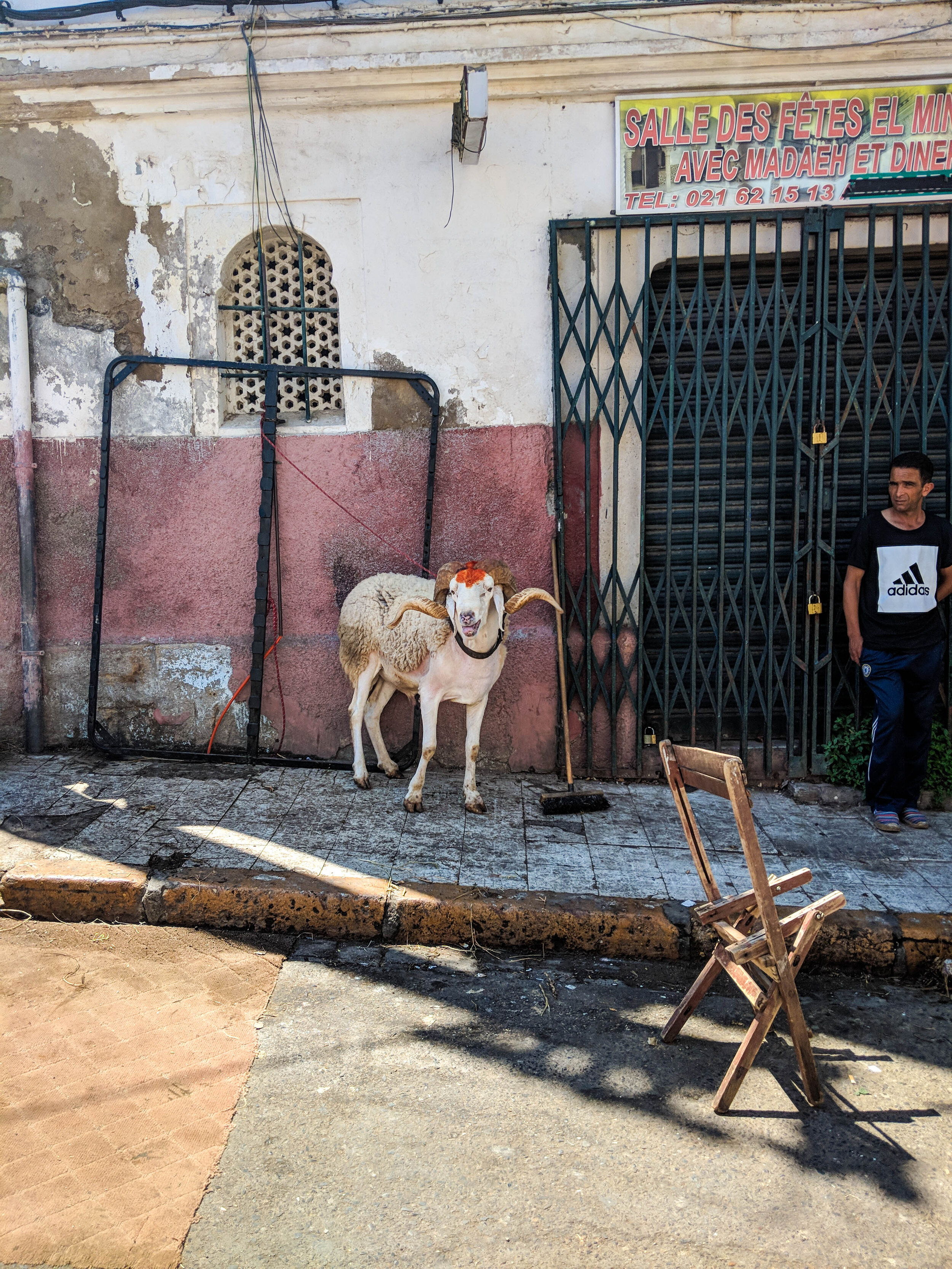 Sheep before aid in Algiers Casbah