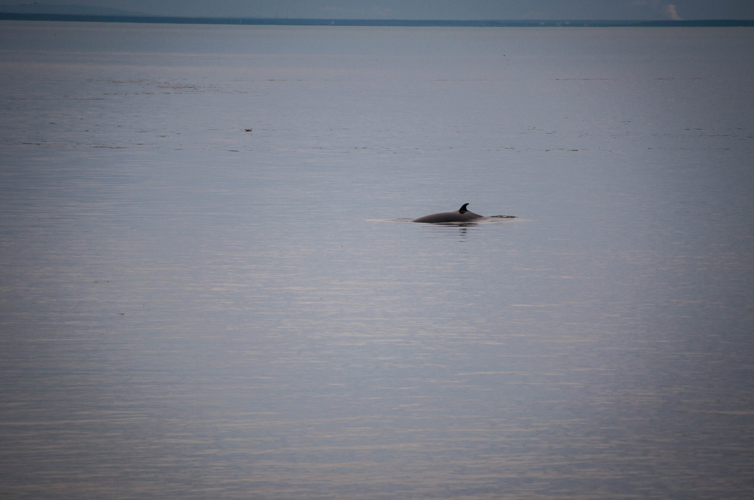 Whale watching is one of the things to do in Tadoussac