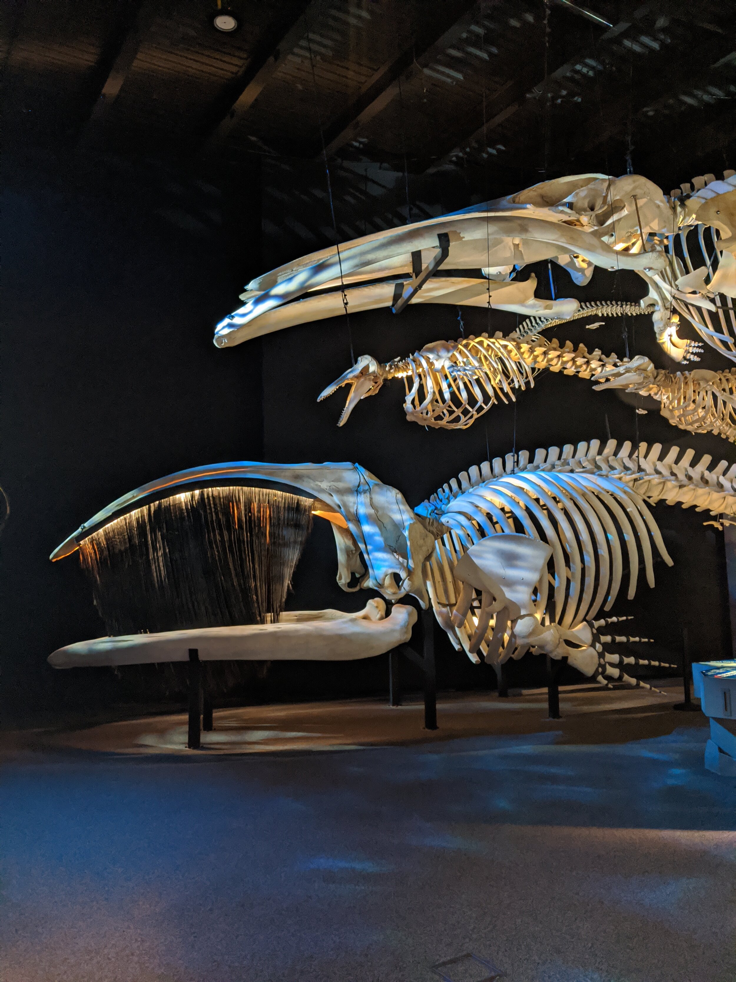 Whale bones from the Marine Mammal Interpretation Centre