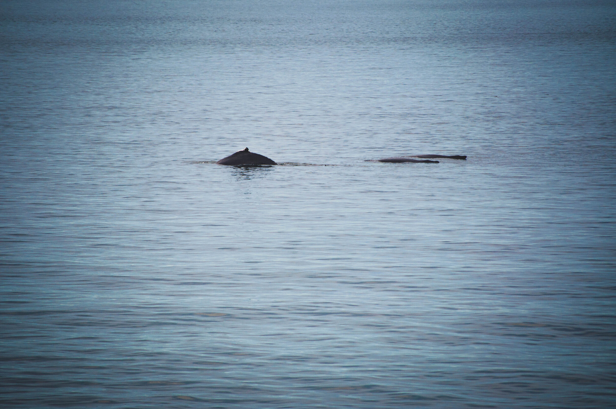 whales in Cap bon desir