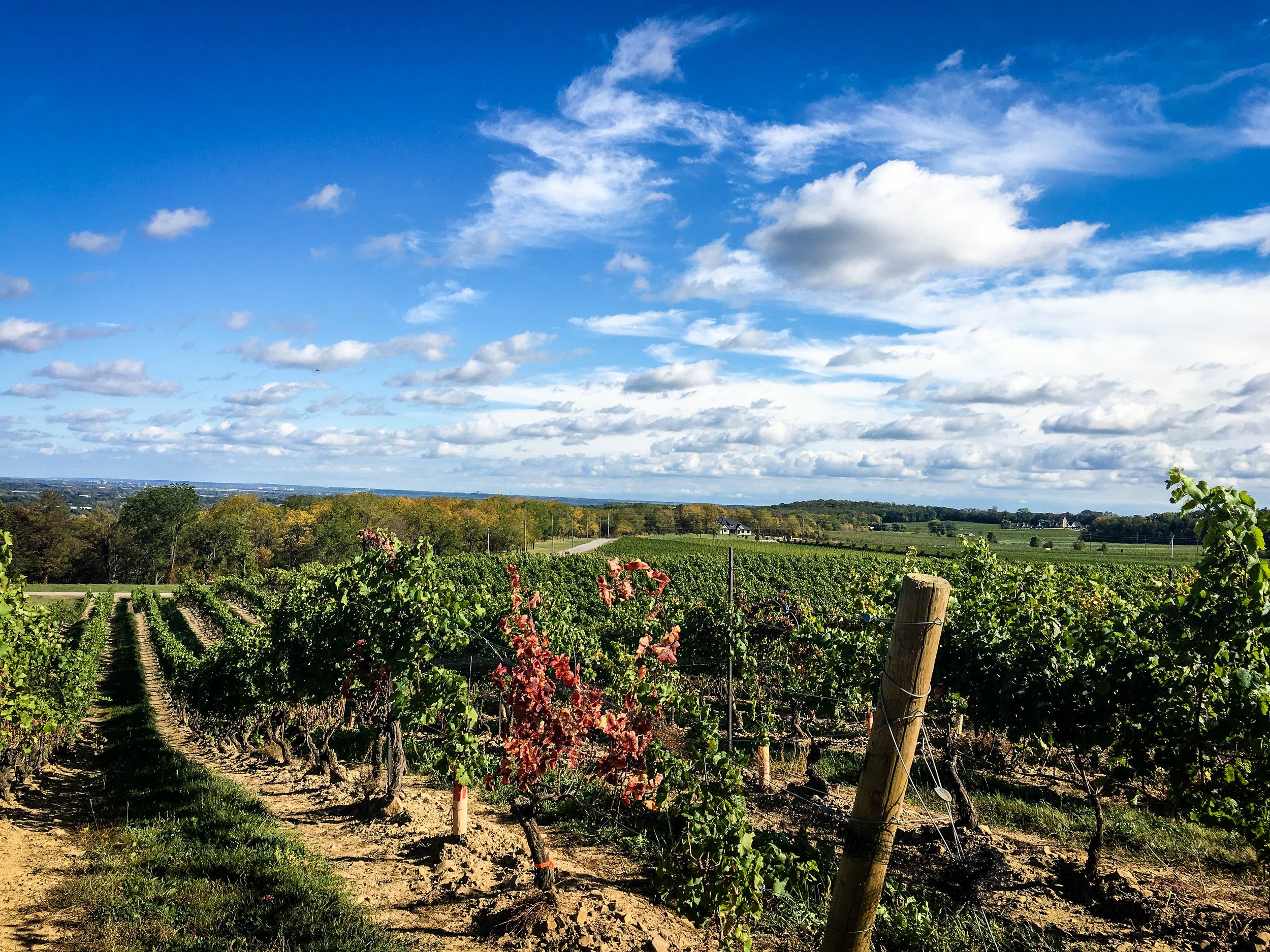 Vineyard at Niagara on the lake