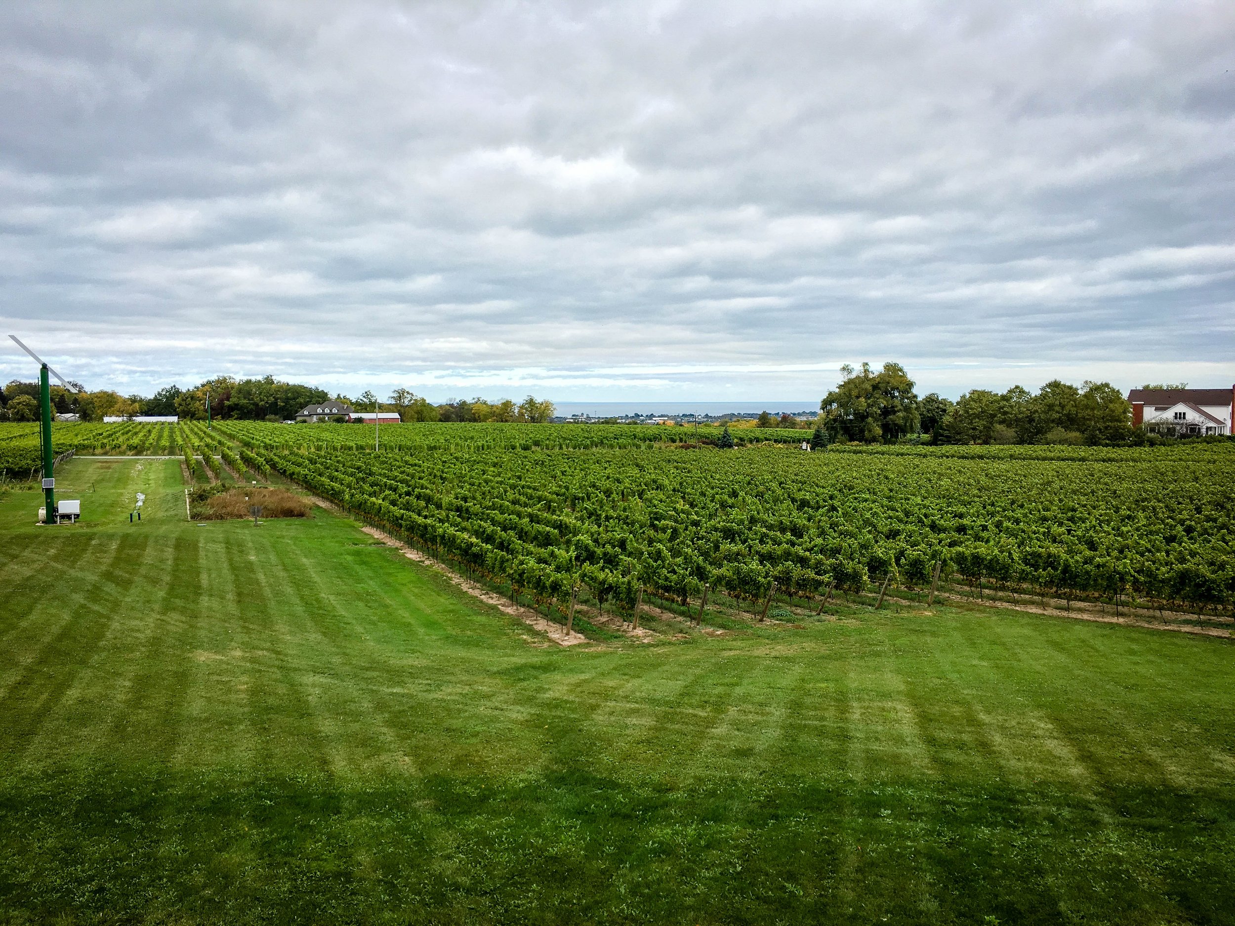 Vineyard at Niagara on the lake