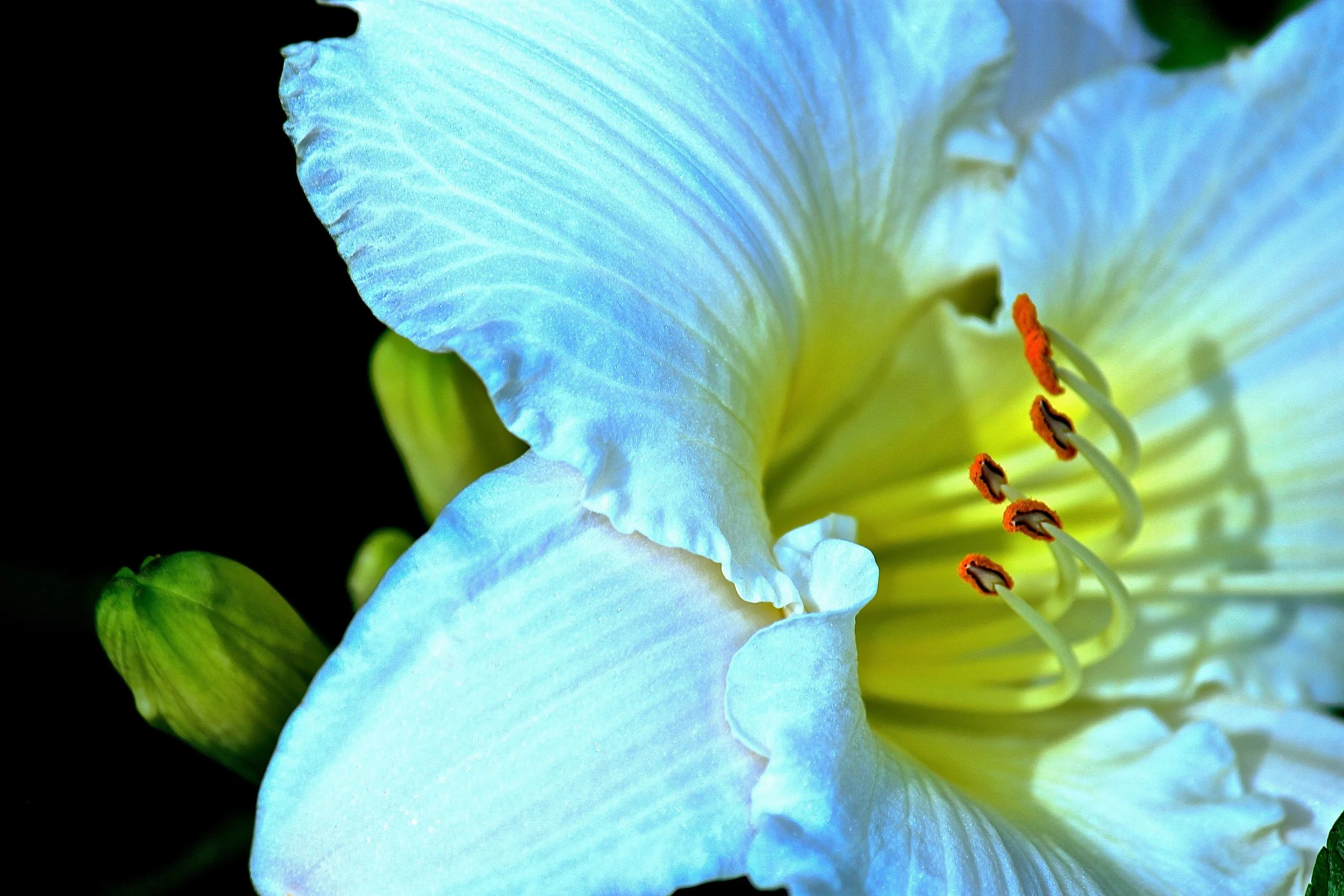 bloom.jpg