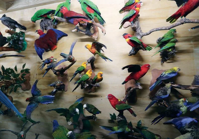 A selection of Australian parrots and birds.