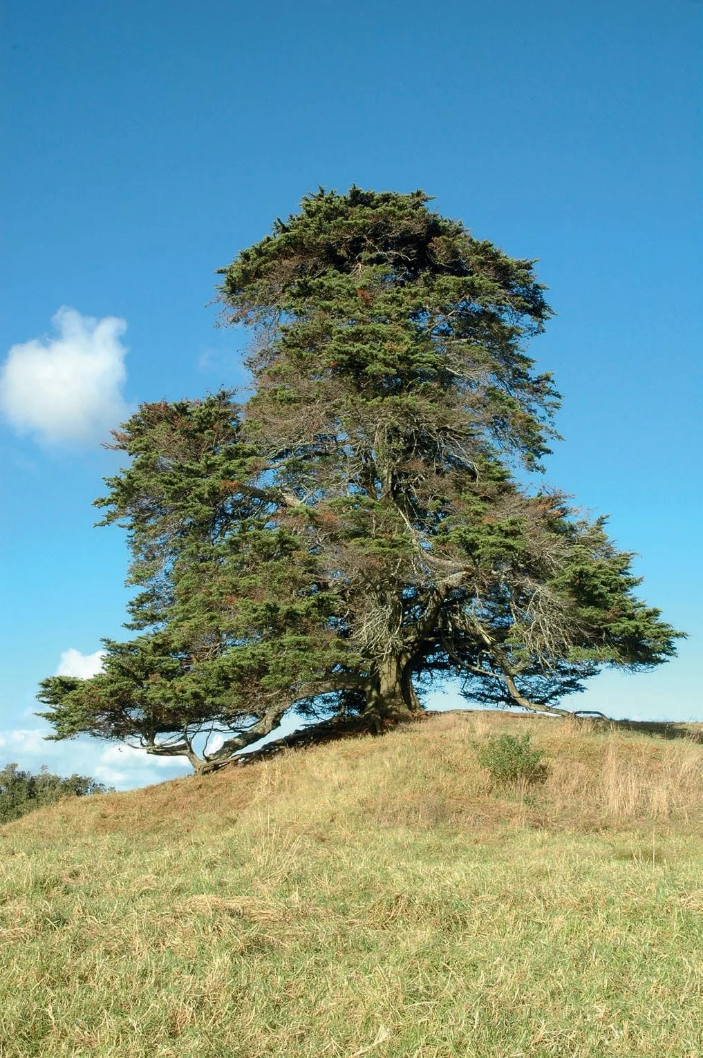 Cupressus Macrocarpa