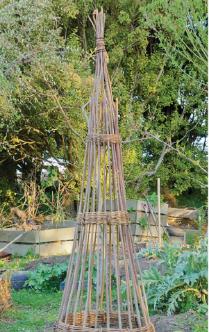 A wicker cone for climbing vegetables