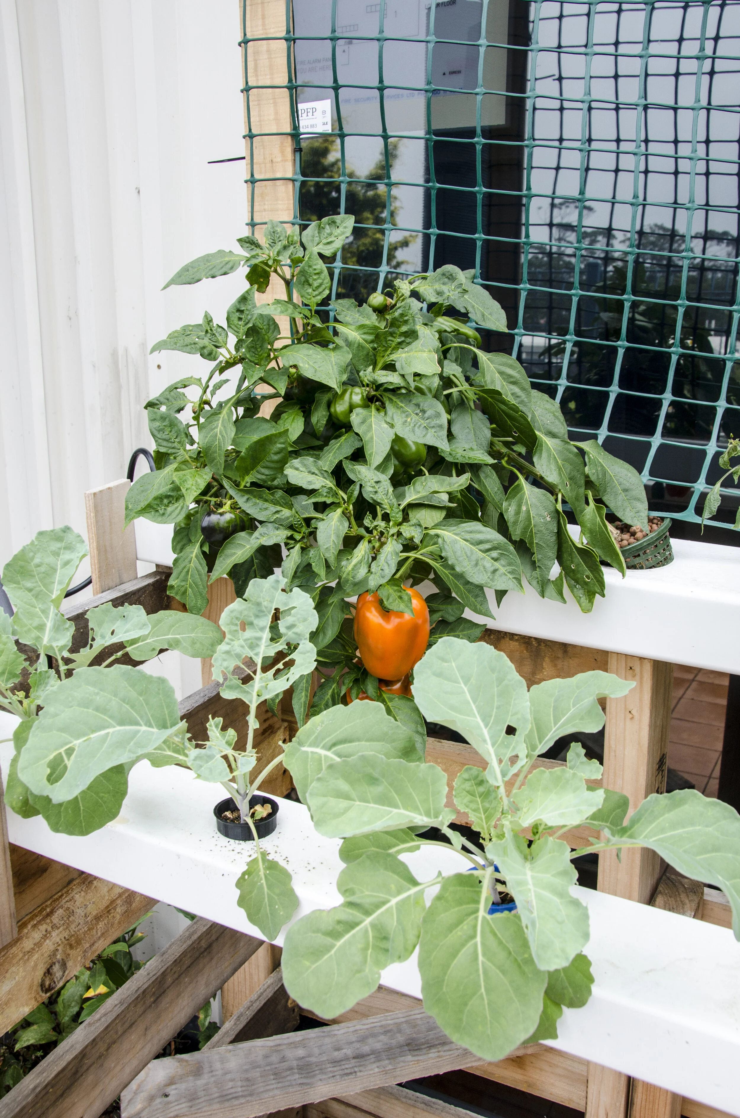 Simple hydroponics nutrient solution