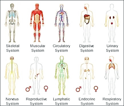 Human Body Systems.jpg