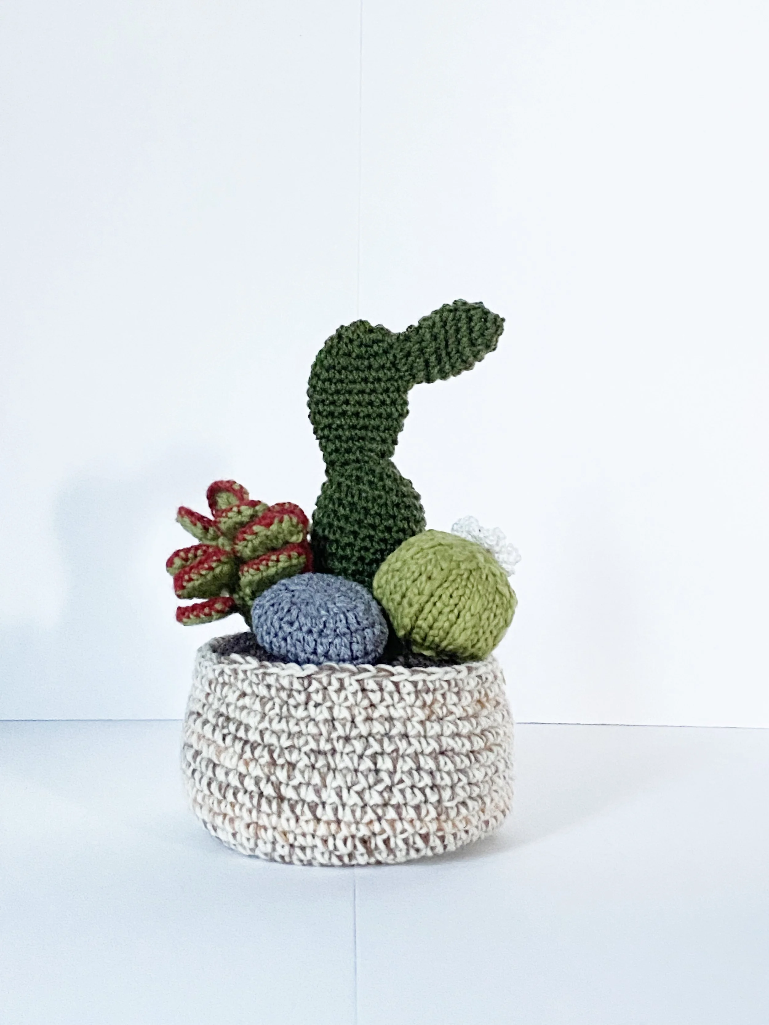 Small Succulent Arrangement - Phytophilia