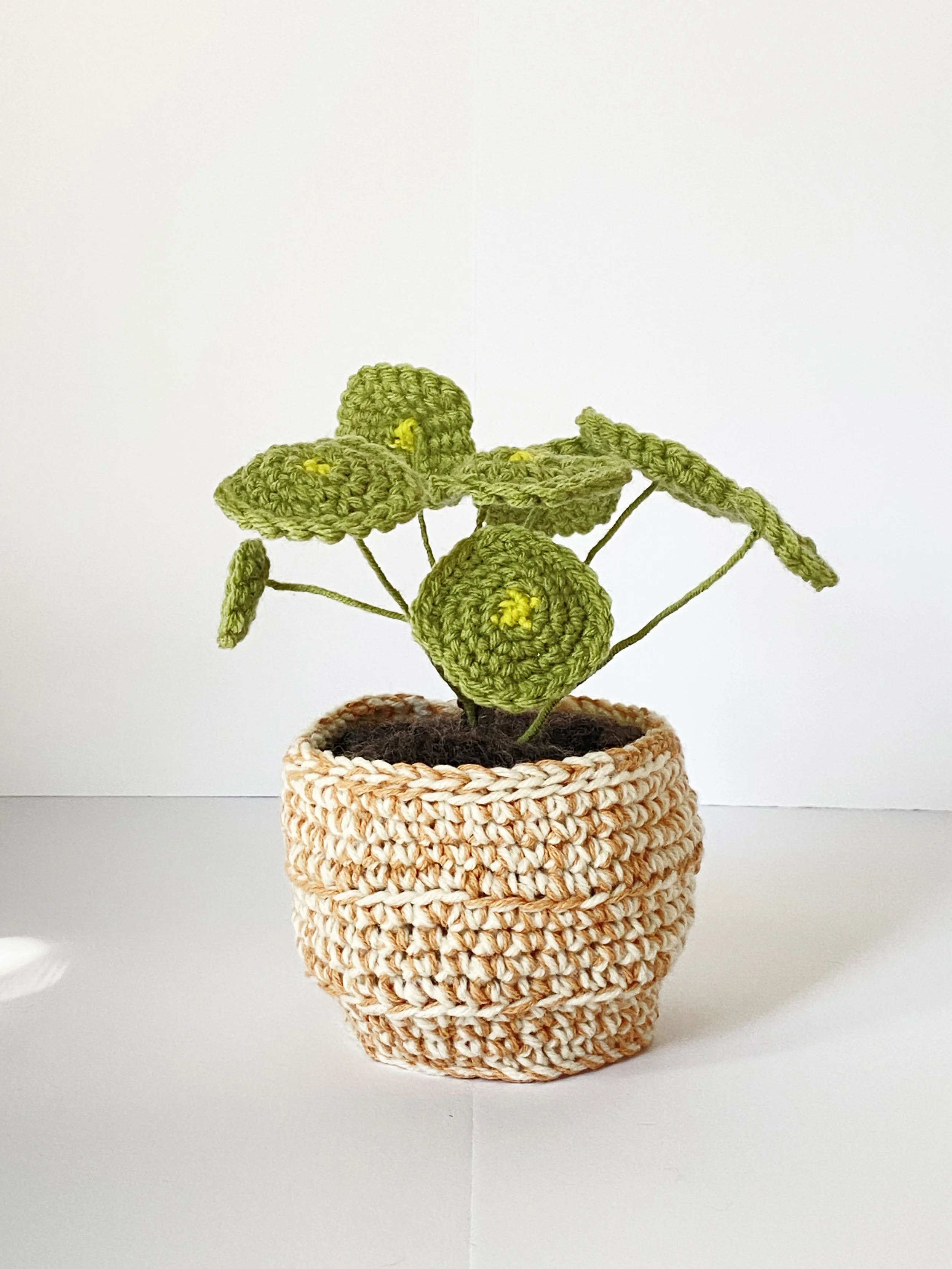 Pilea - Phytophilia