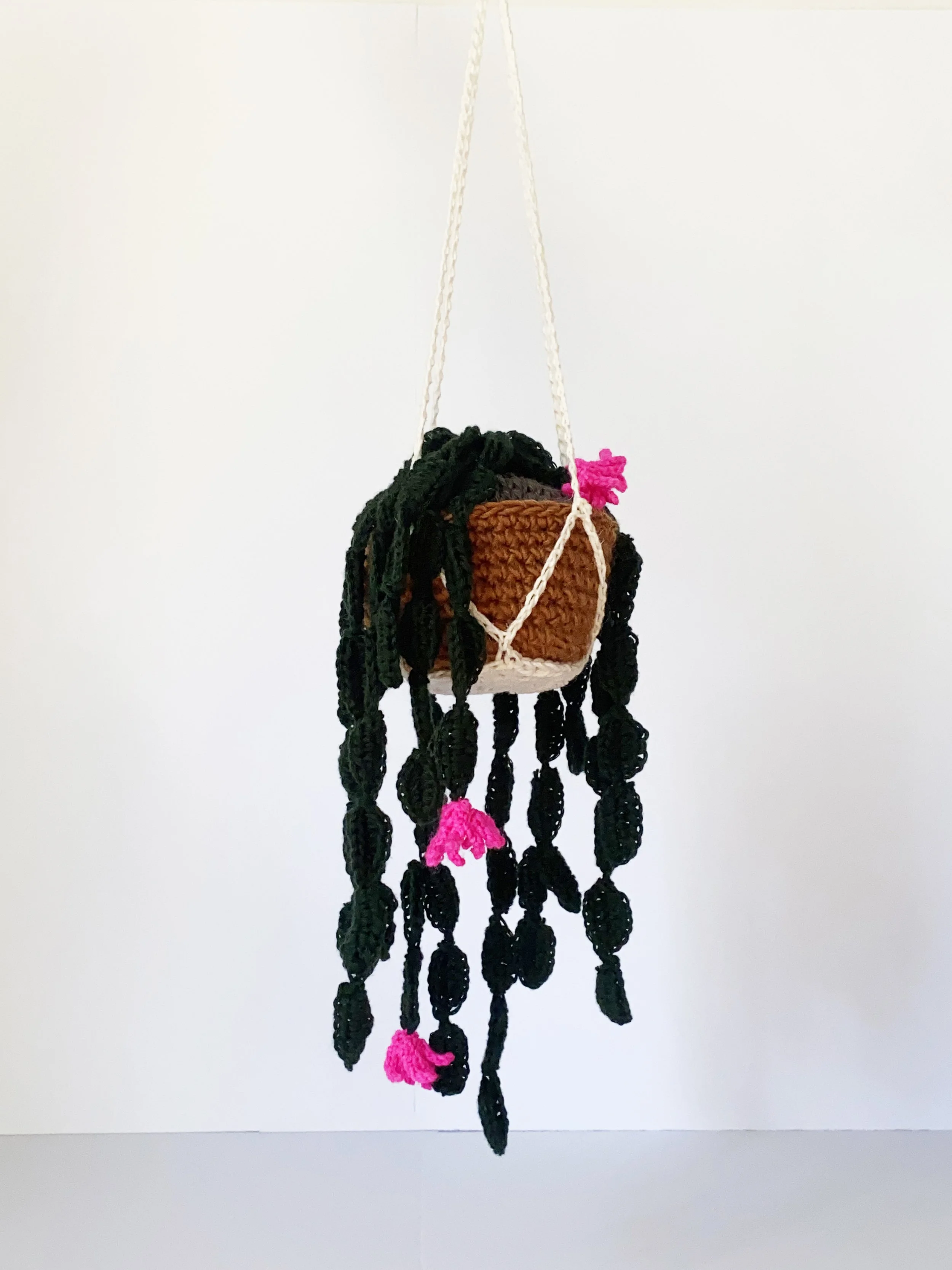 Christmas Cactus 1.jpg