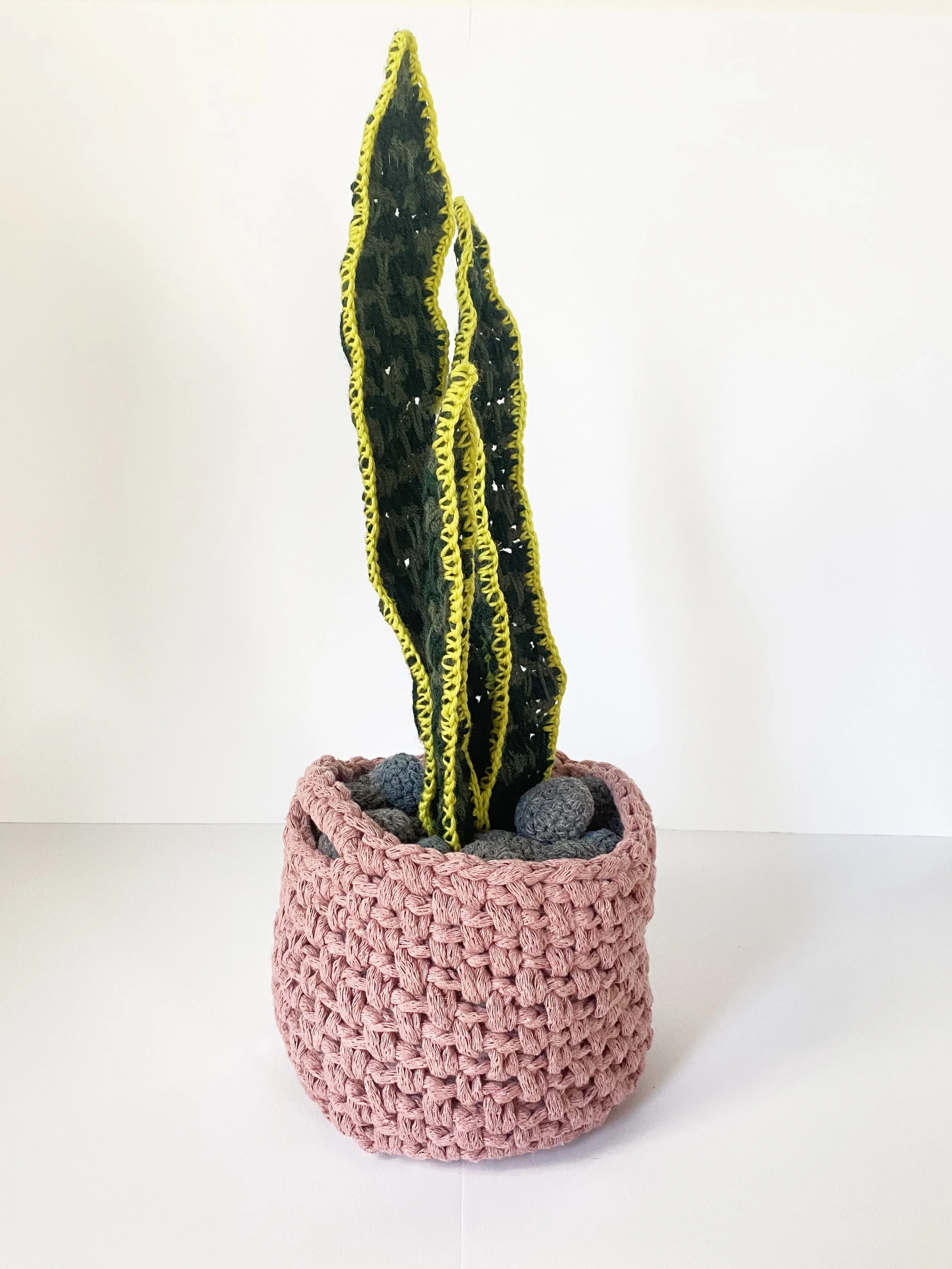 Snake Plant 3.jpg