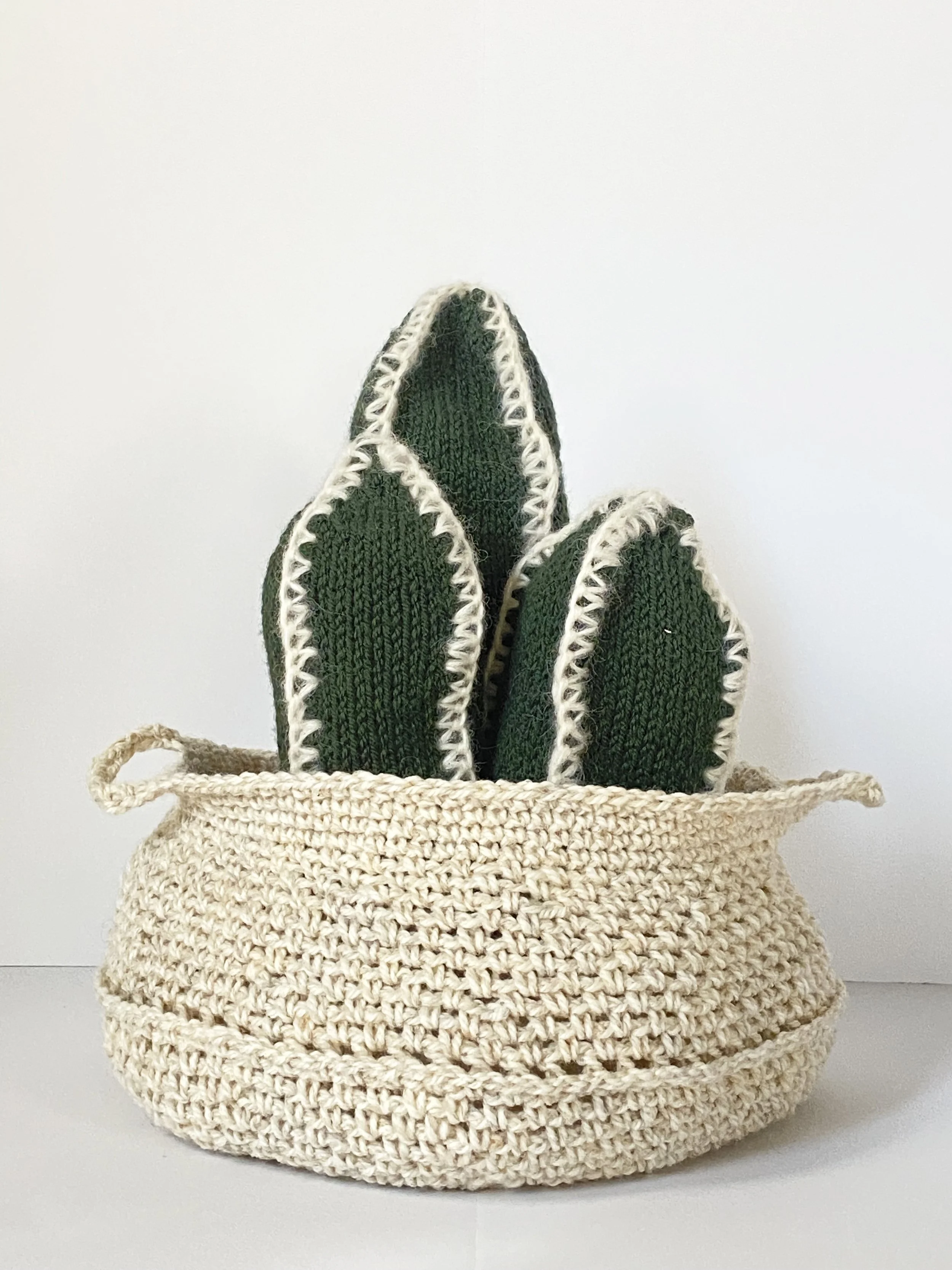 Cactus Arrangement - Phytophilia