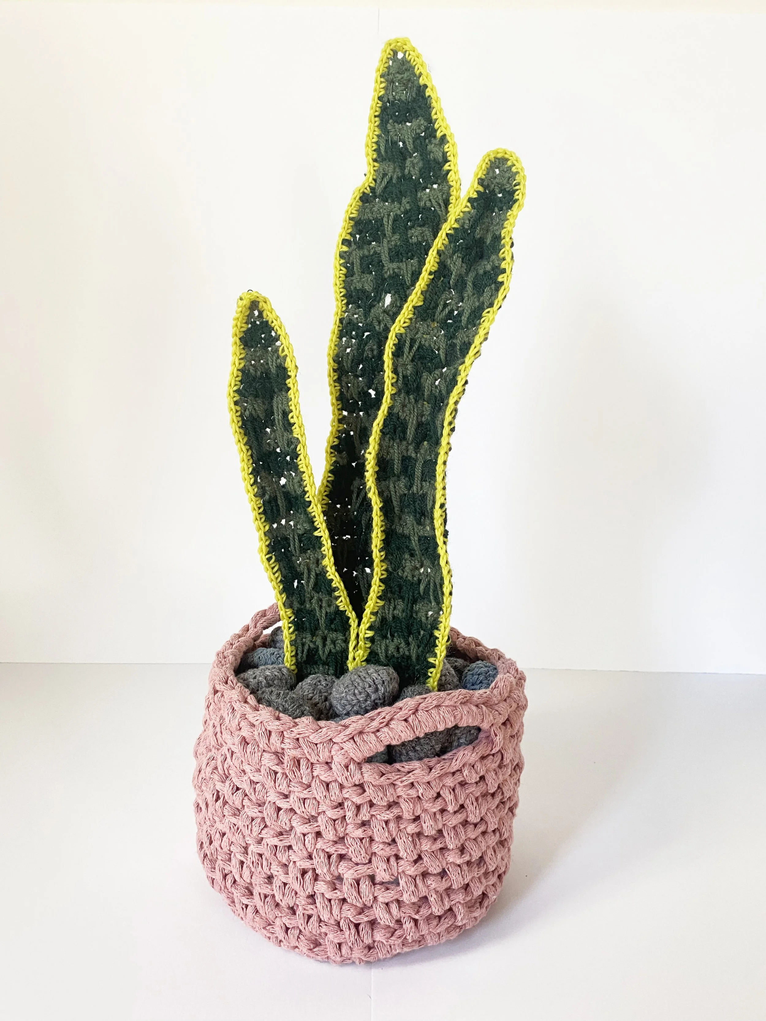 Snake Plant - Phytophilia