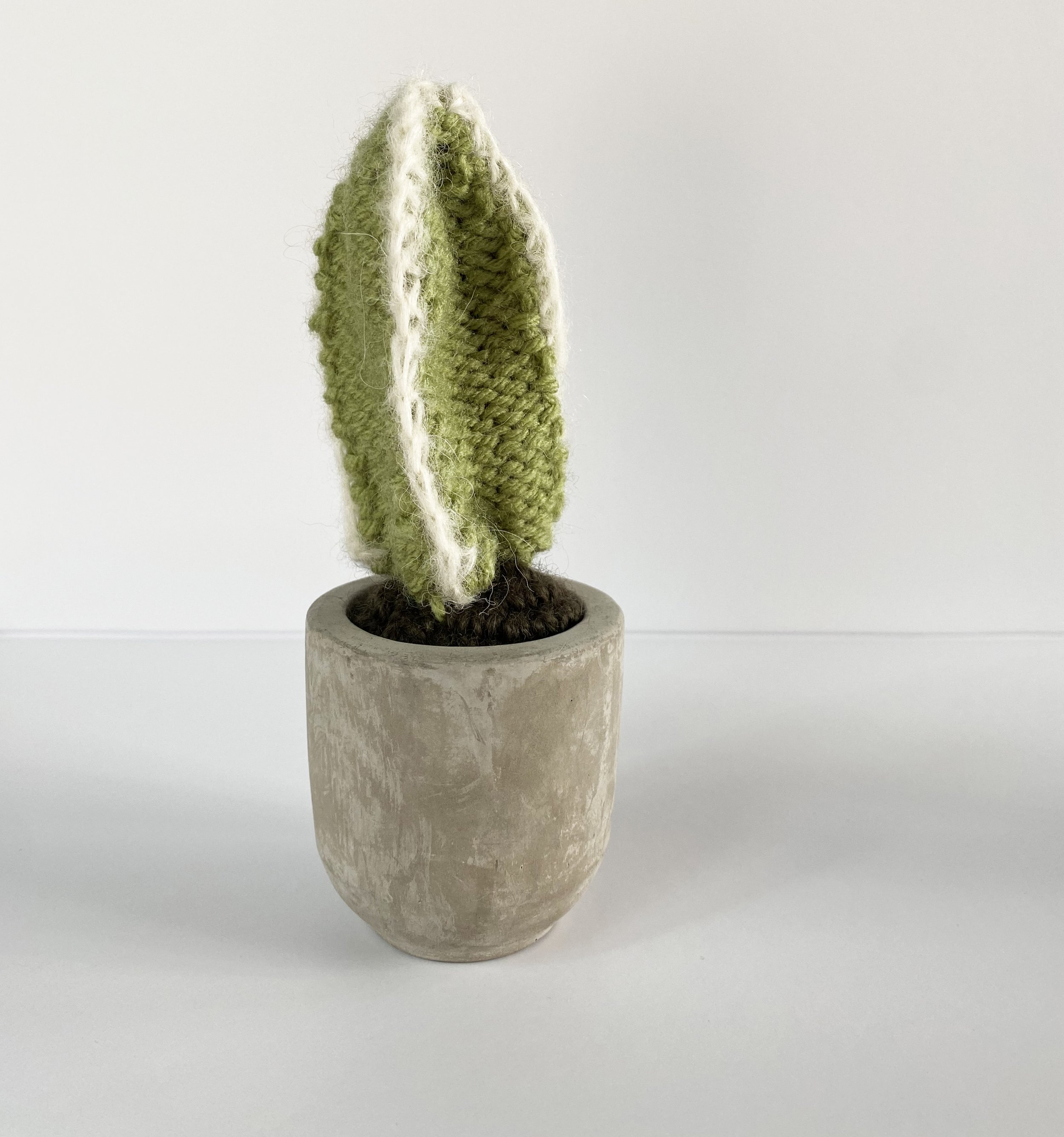 Mini Cactus 2.jpg