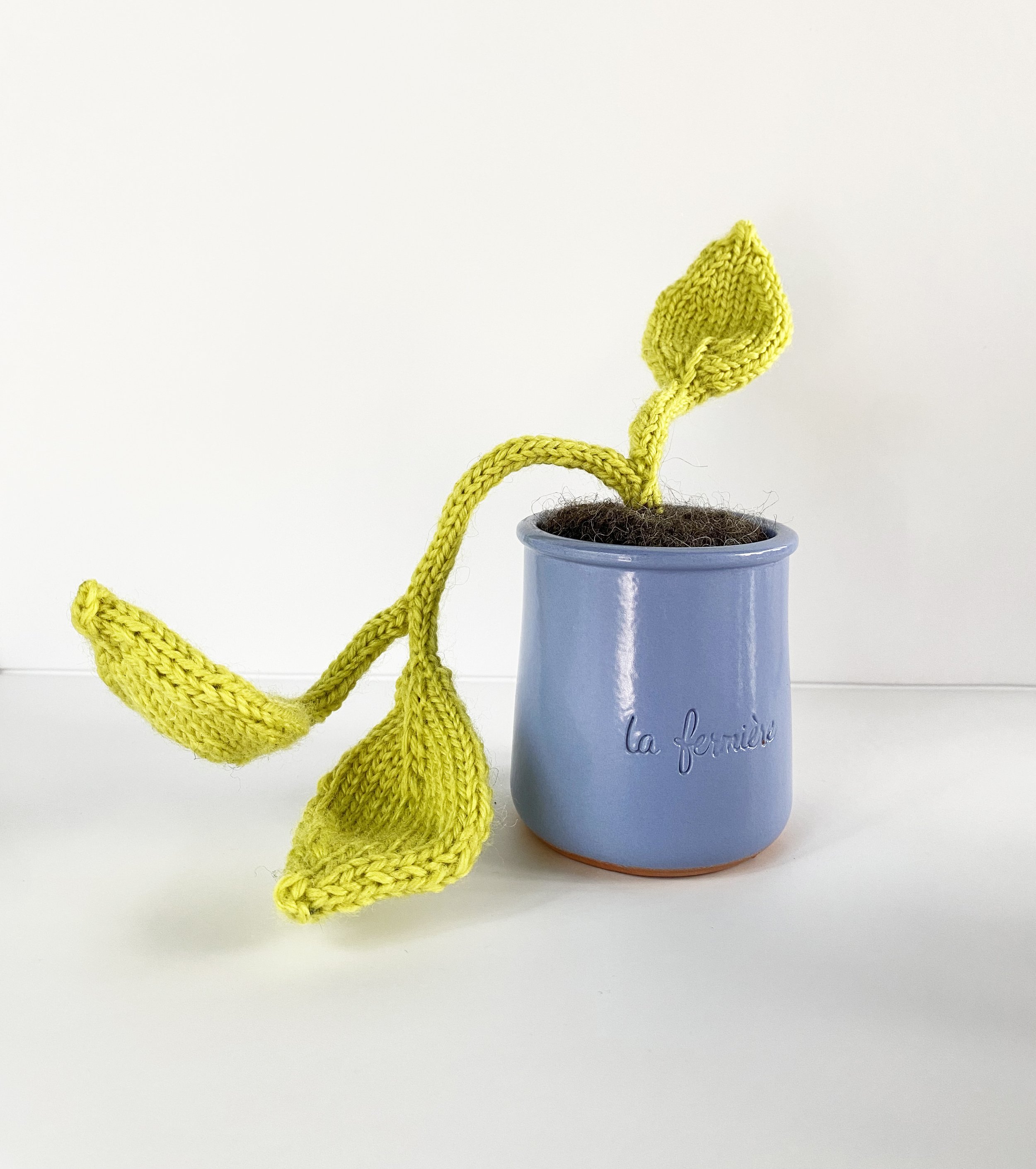 small pothos 5.jpg