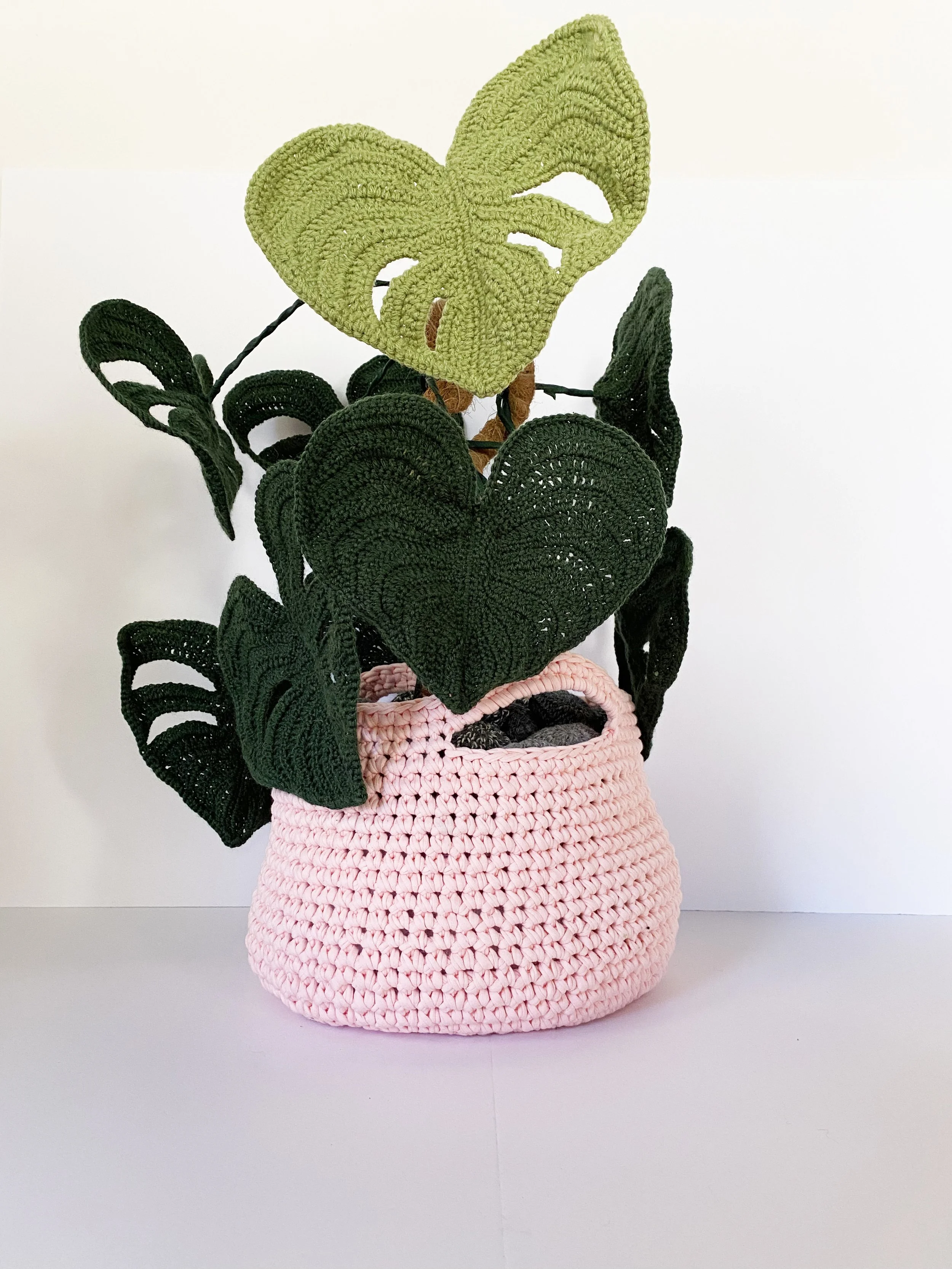 Monstera 2.jpg