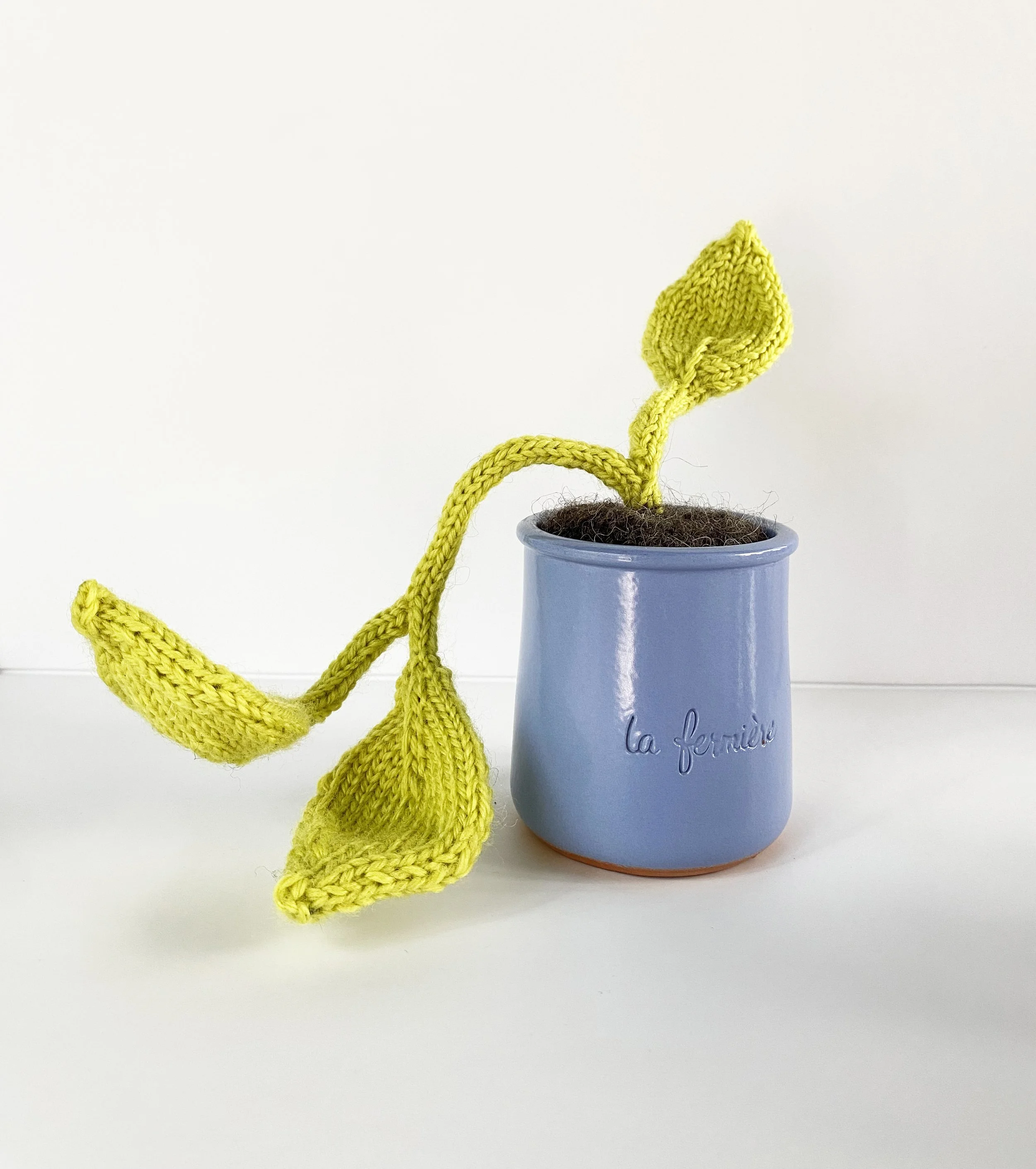small pothos 5.jpg