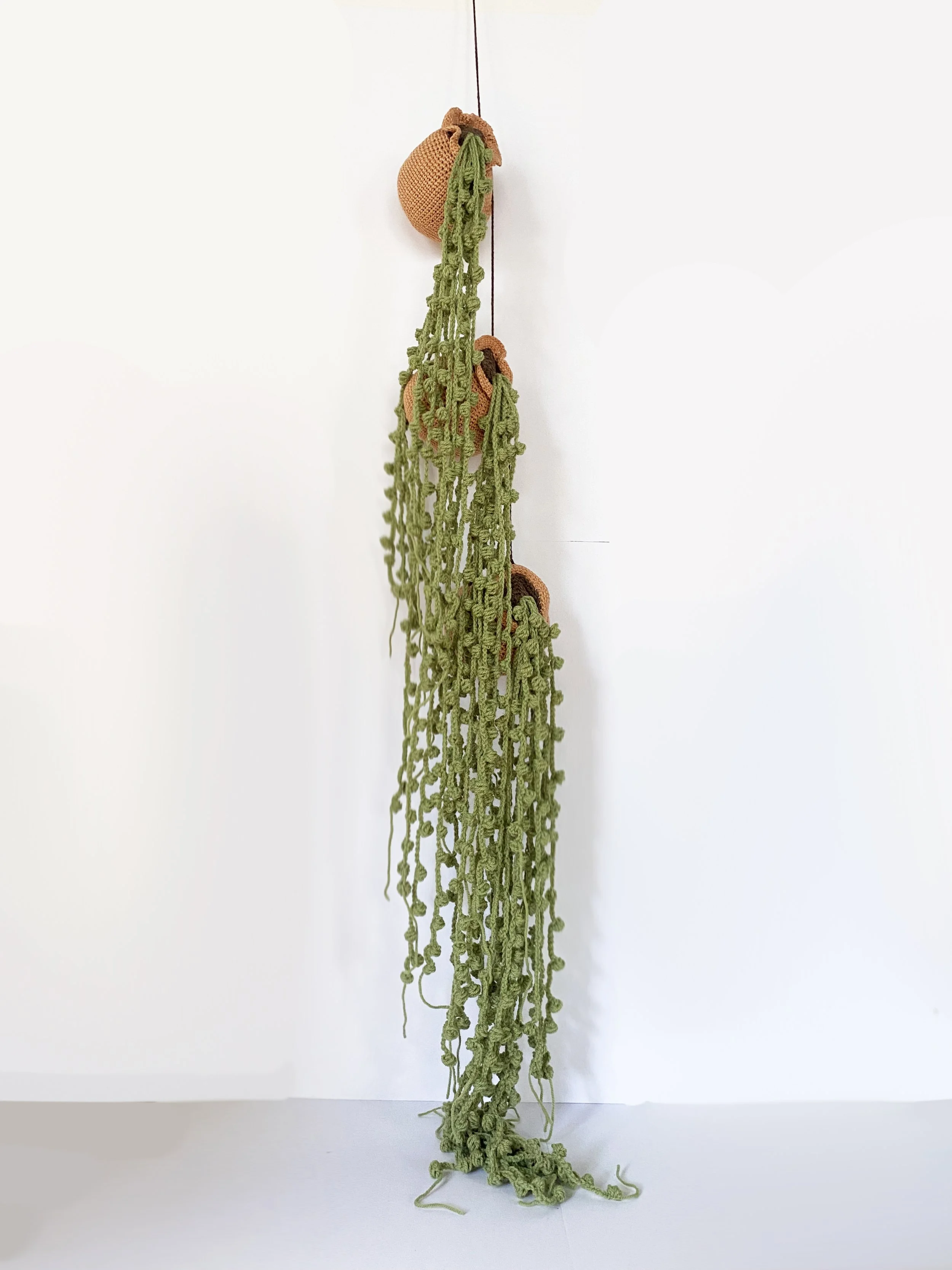 String of Pearls - Phytophilia