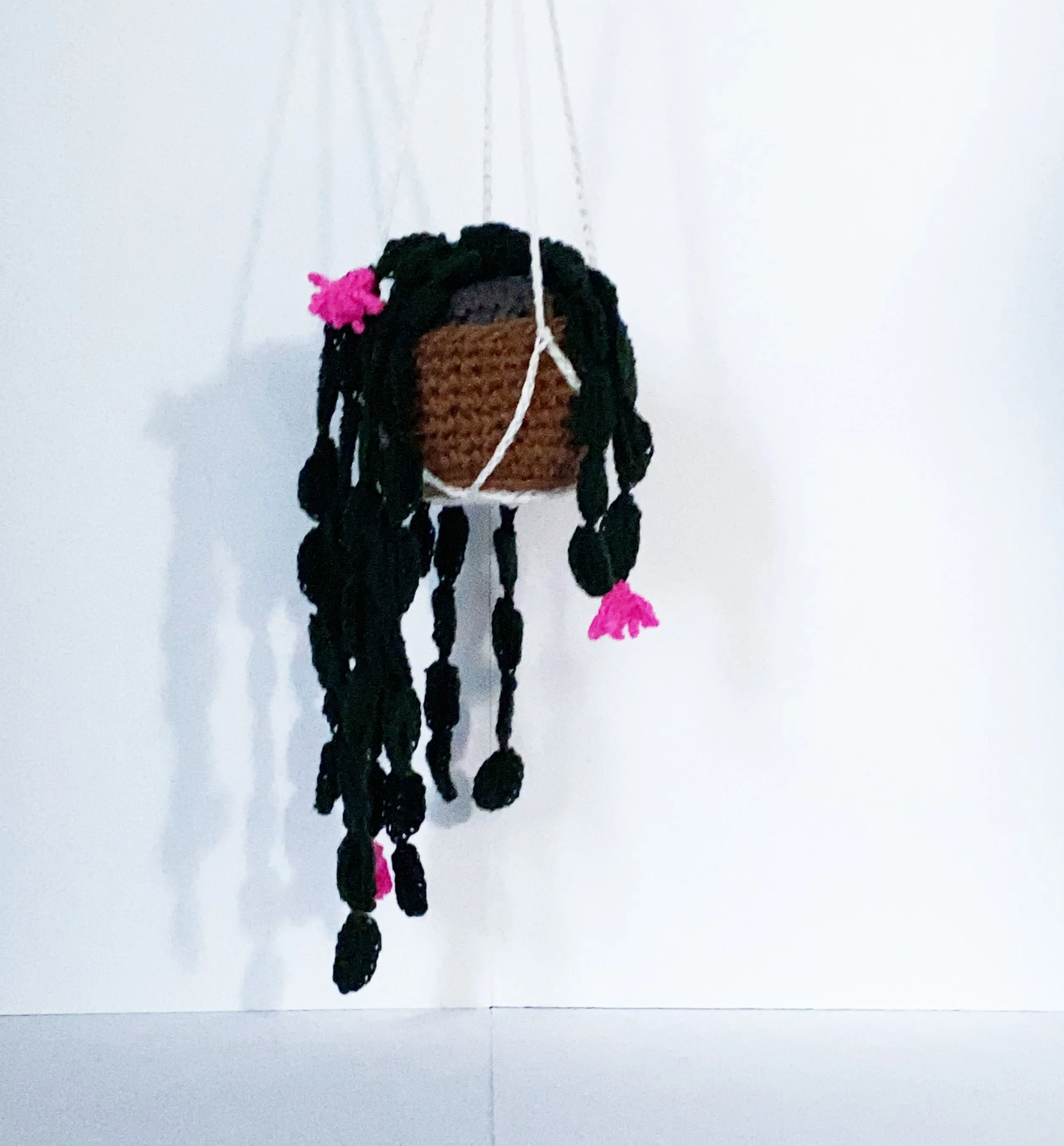 Christmas Cactus - Phytophilia