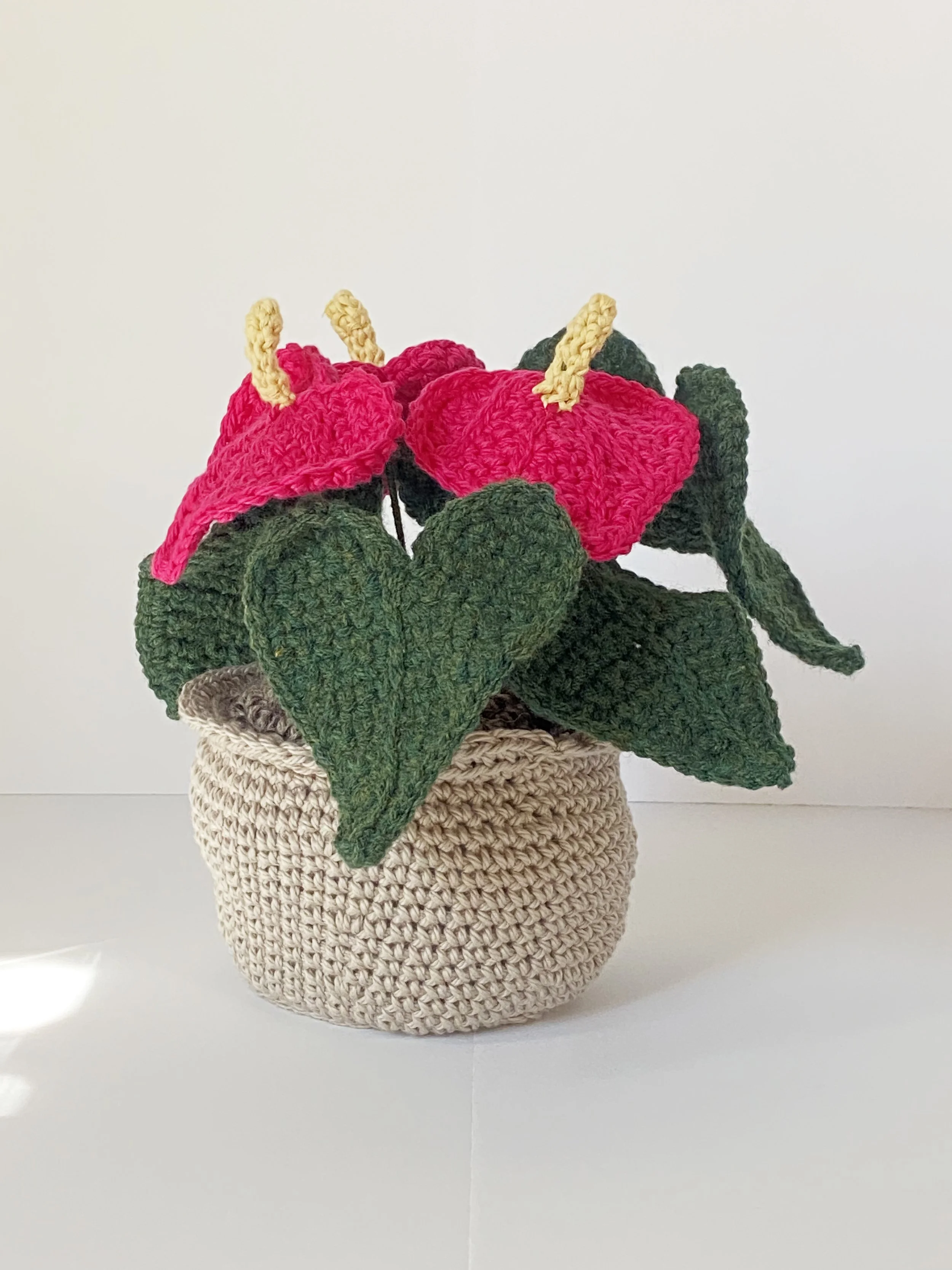 Anthurium - Phytophilia