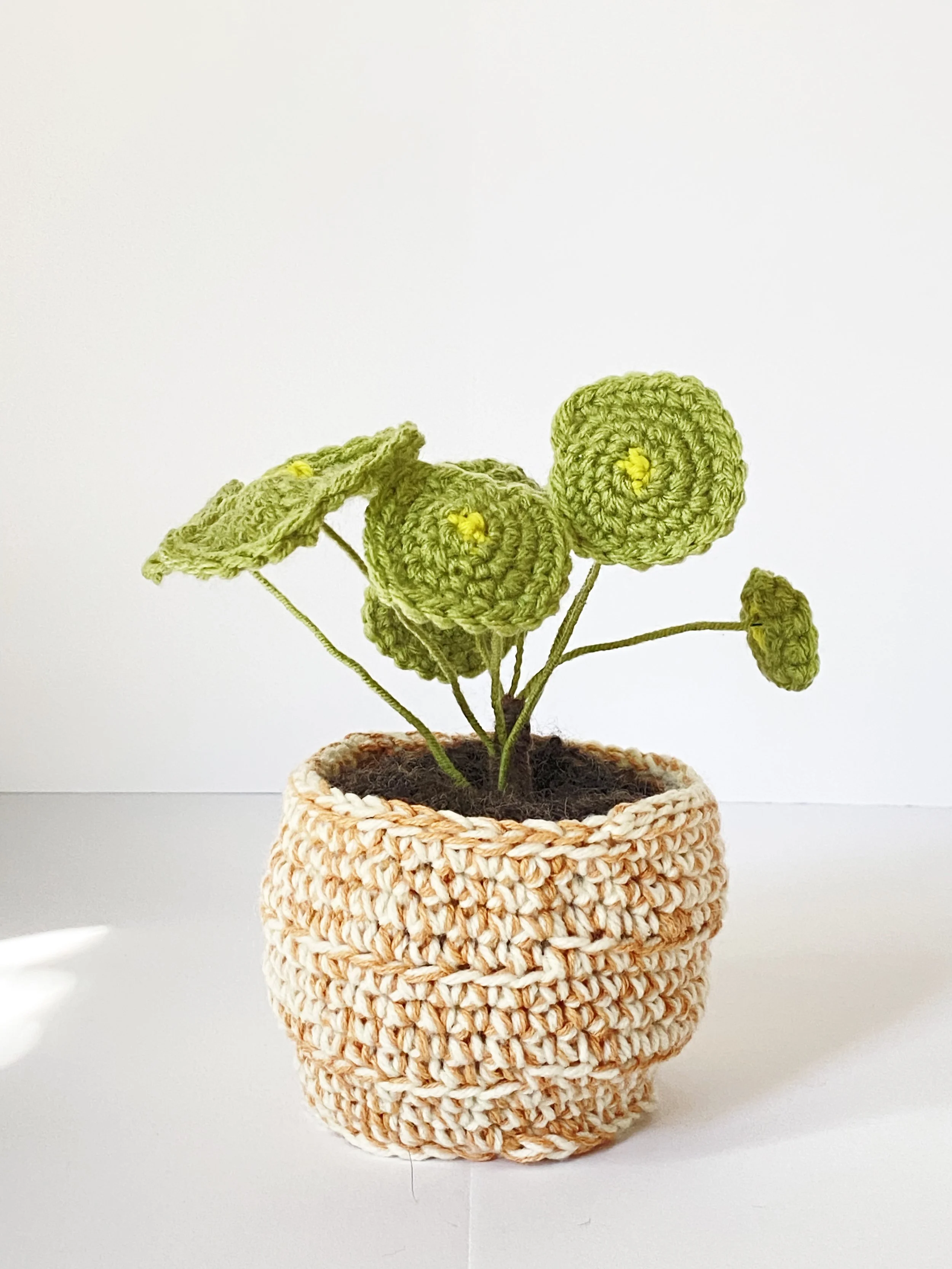 Pilea 3.jpg