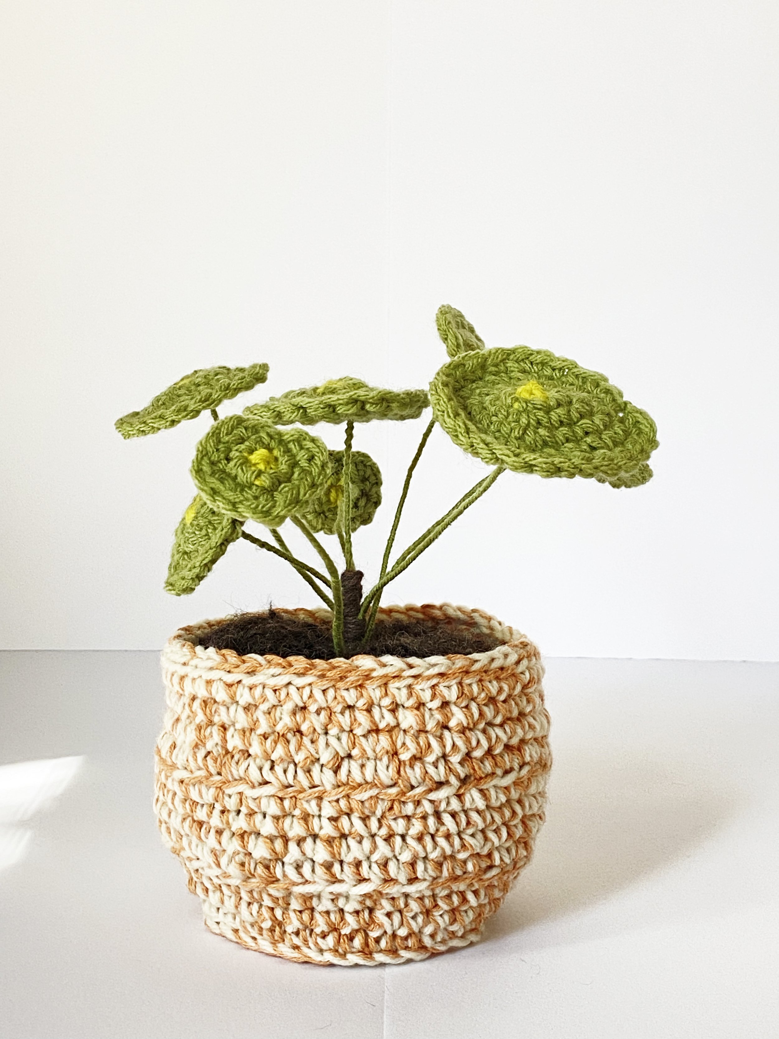 Pilea 1.jpg