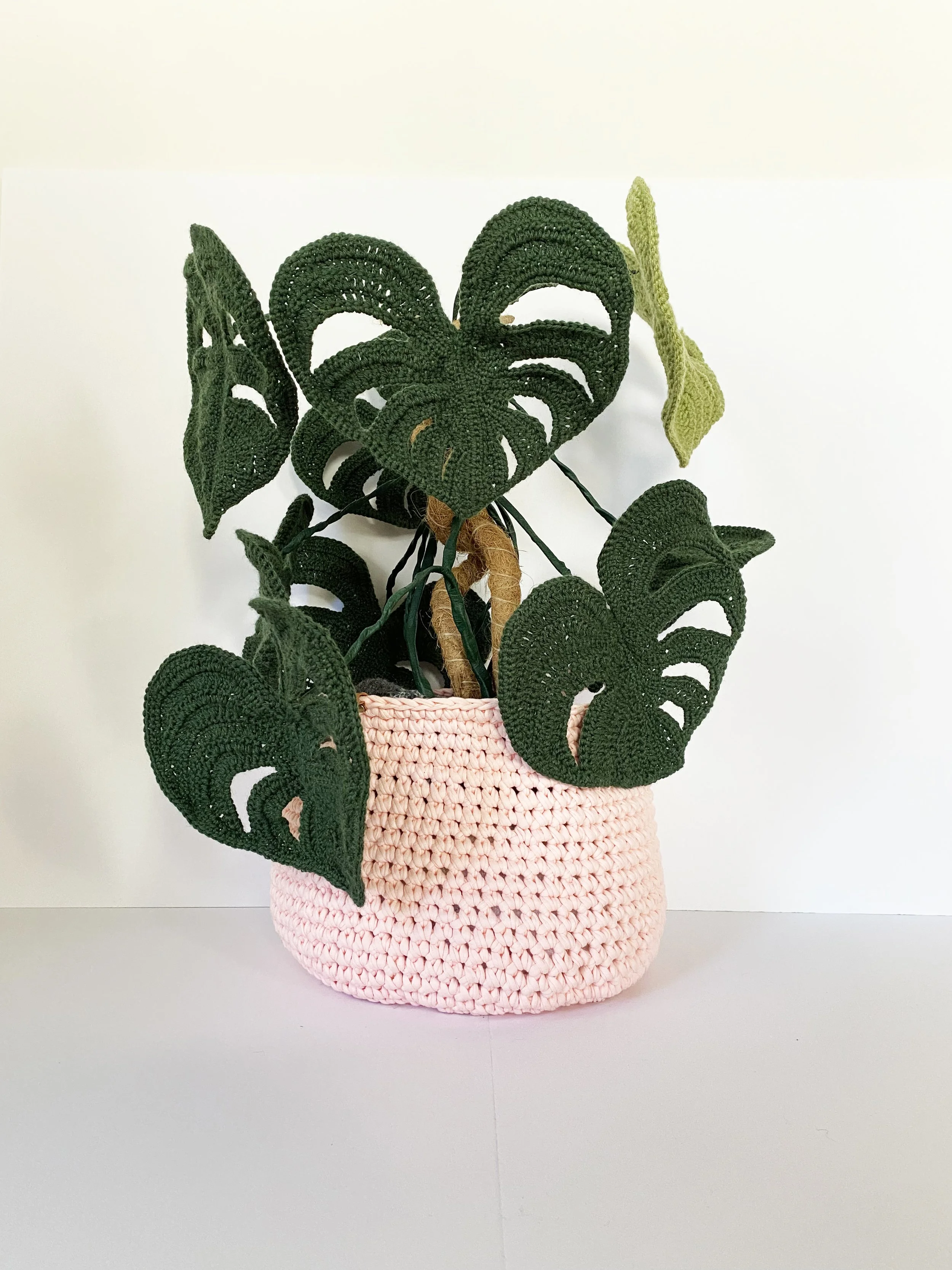 Monstera - Phytophilia