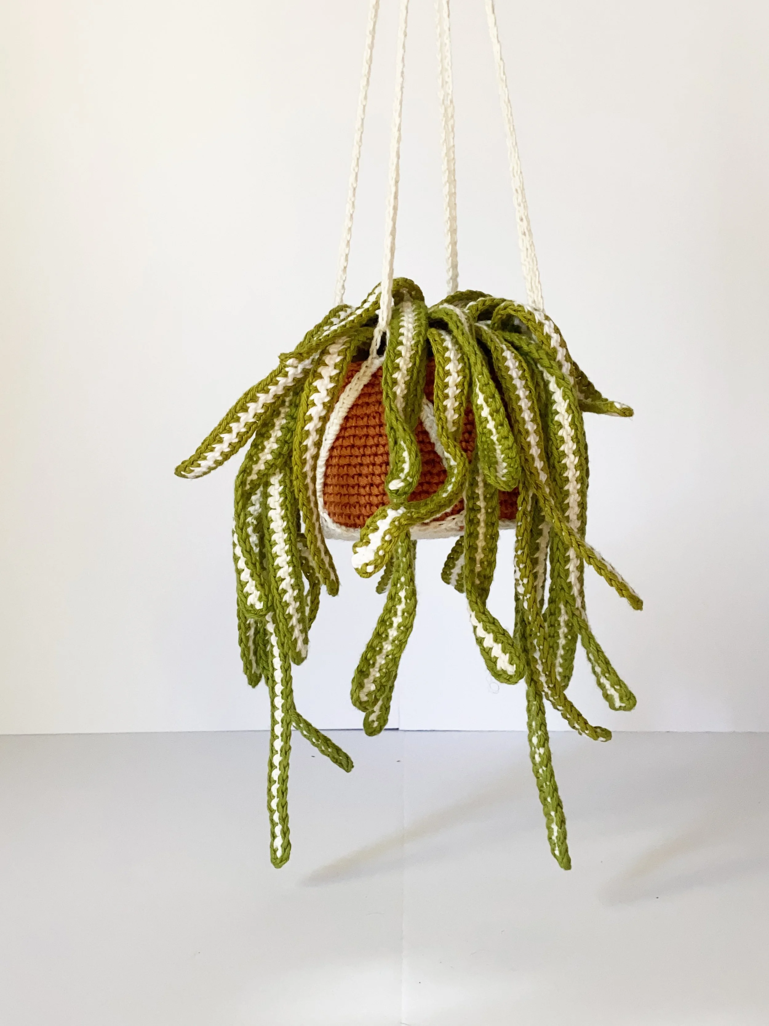 Spider Plant - Phytophilia