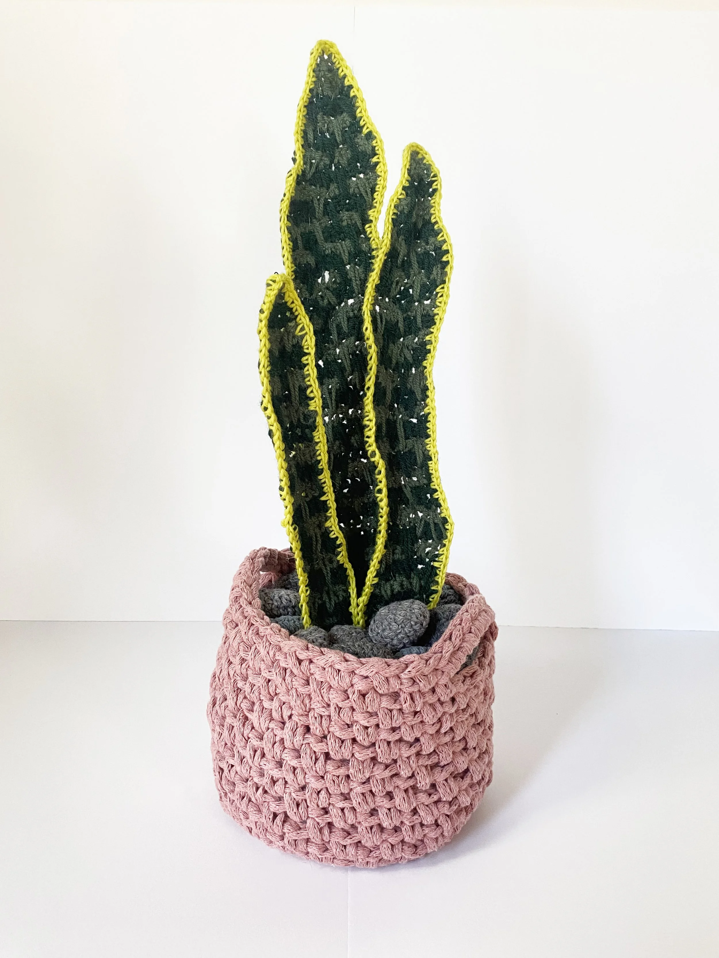 Snake Plant 2.jpg