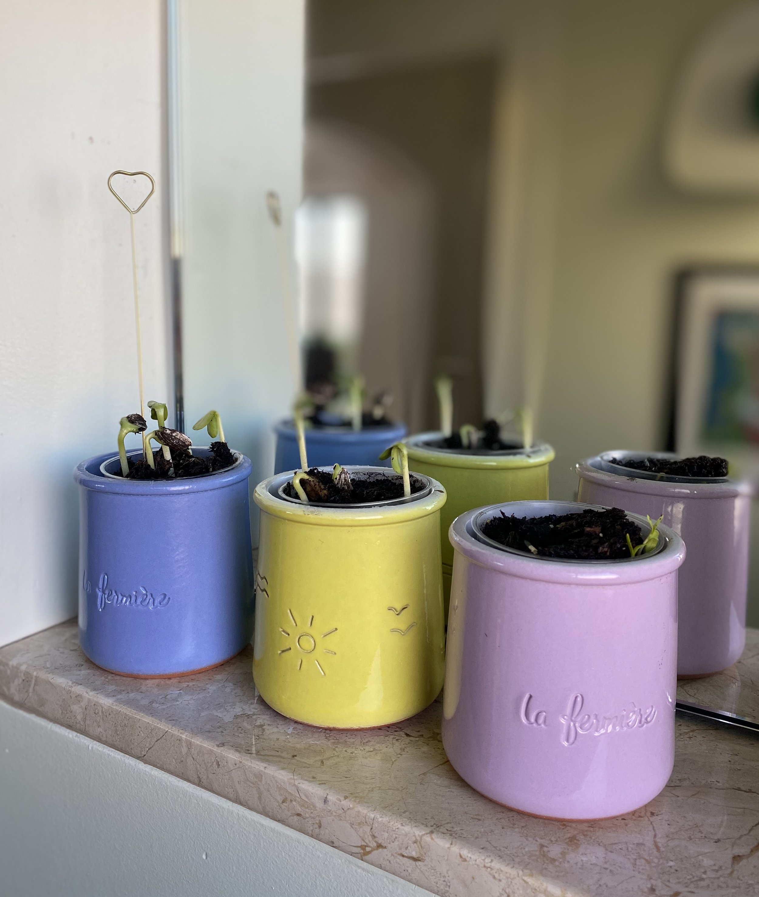 Crock Grow Kits: Sunflowers