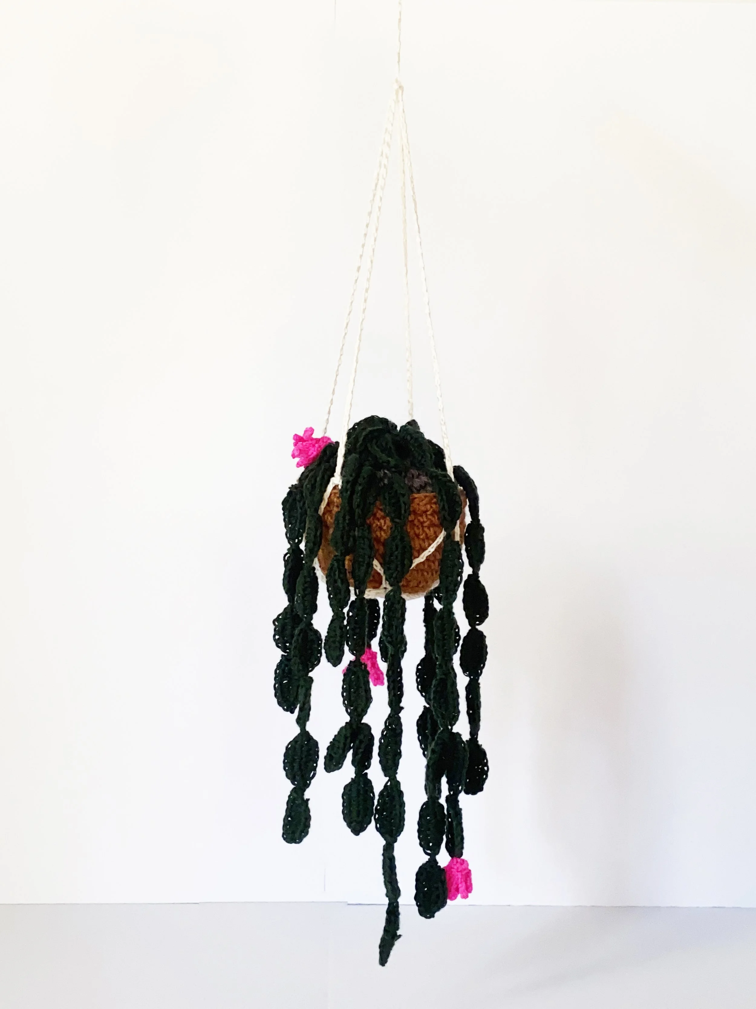 Christmas Cactus 2.jpg