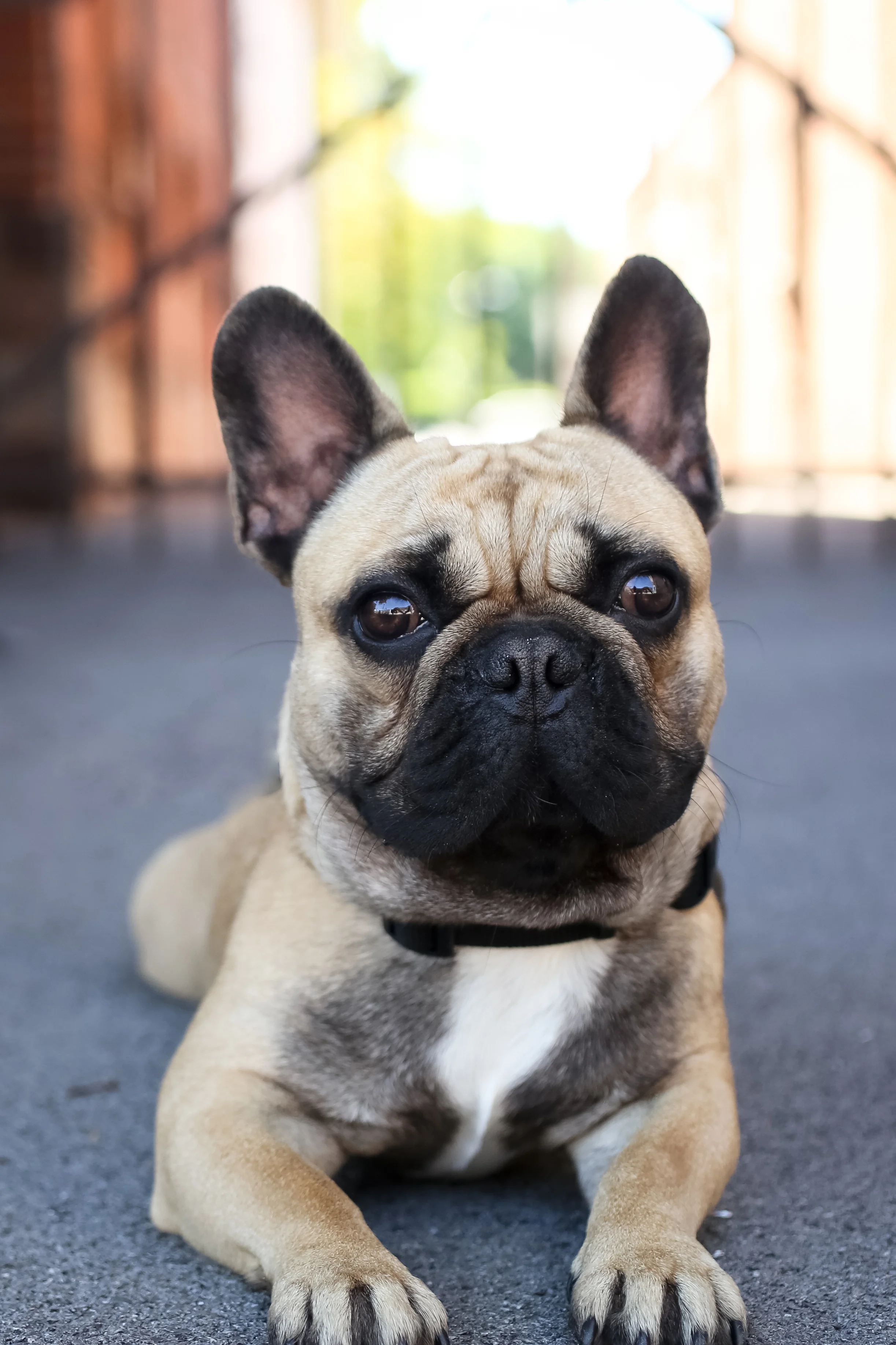 Fawn French bulldog lying on the floor looking directly at the camera
