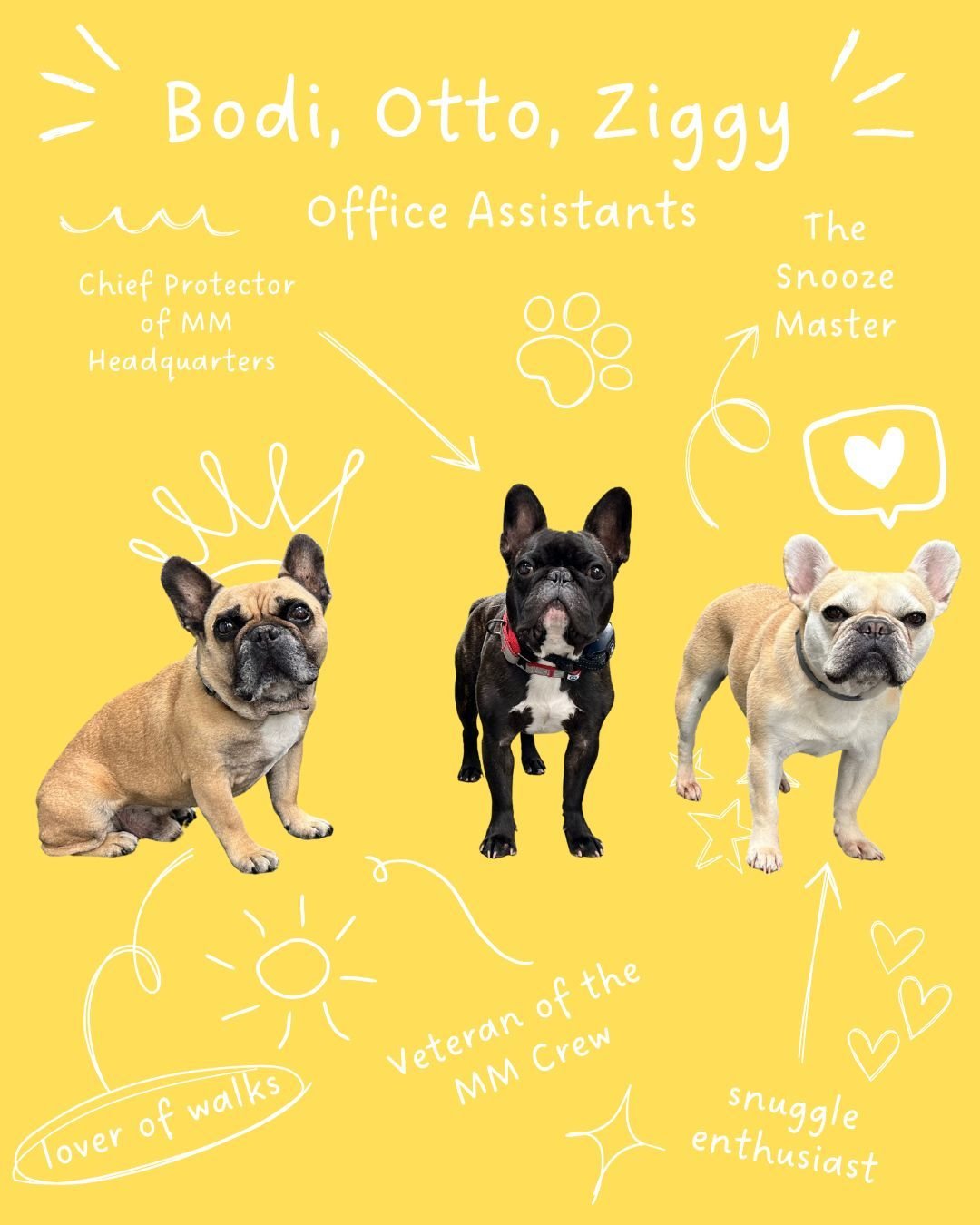 At MM Headquarters, our most important team members don&rsquo;t sit at a desk&mdash;they nap under it. Meet our French Bulldog office assistants: Bodi, Otto, and Ziggy.

🐾 Bodi is the Veteran of the MM Crew. Whether it&rsquo;s greeting visitors or k