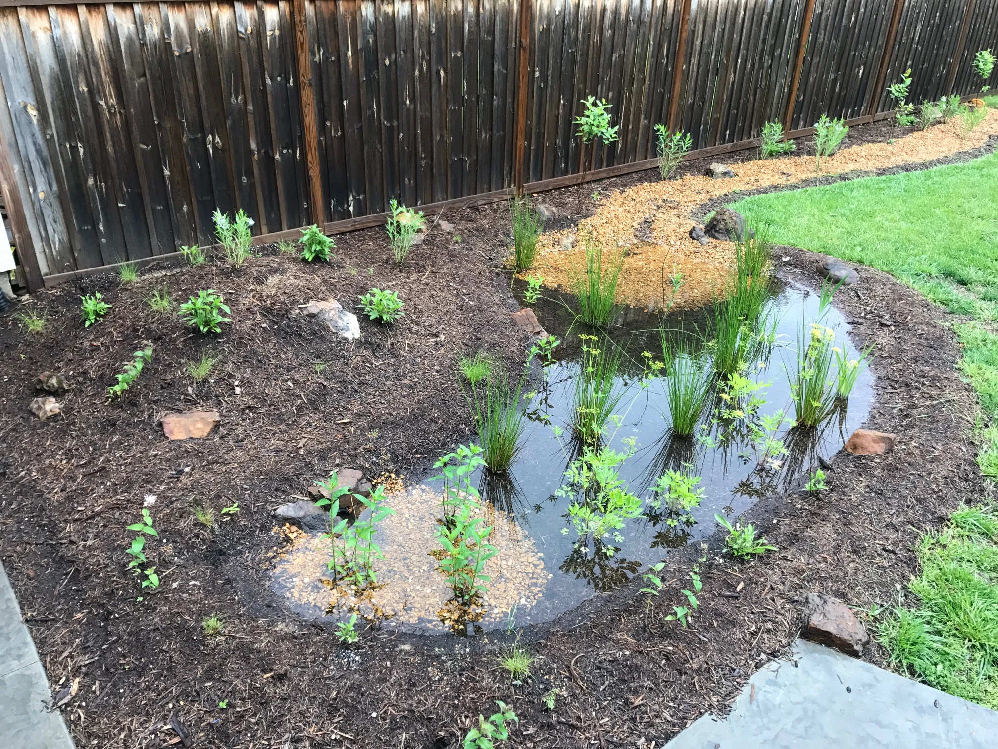 Amanda and Mark Rain Garden.jpg