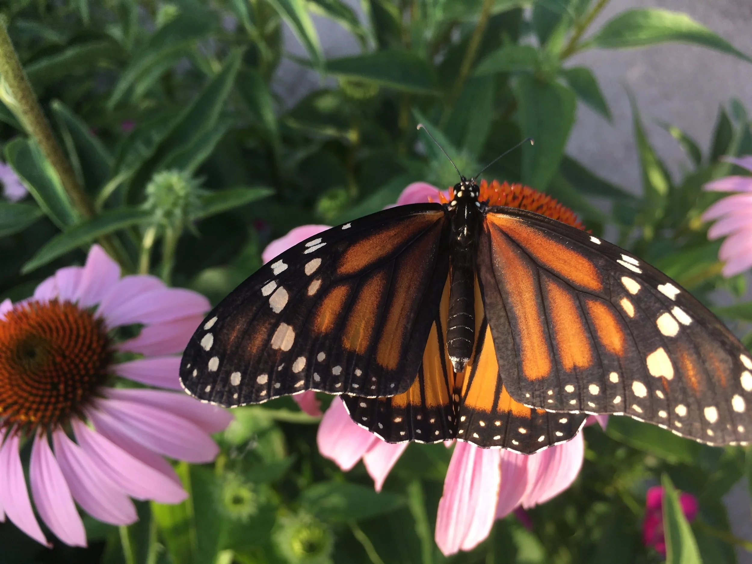 Monarch butterfly on Purple Coneflower (Echinacea purpurea)